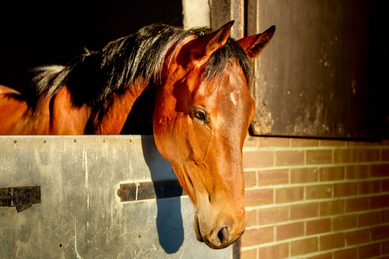 Stable door photo of horse