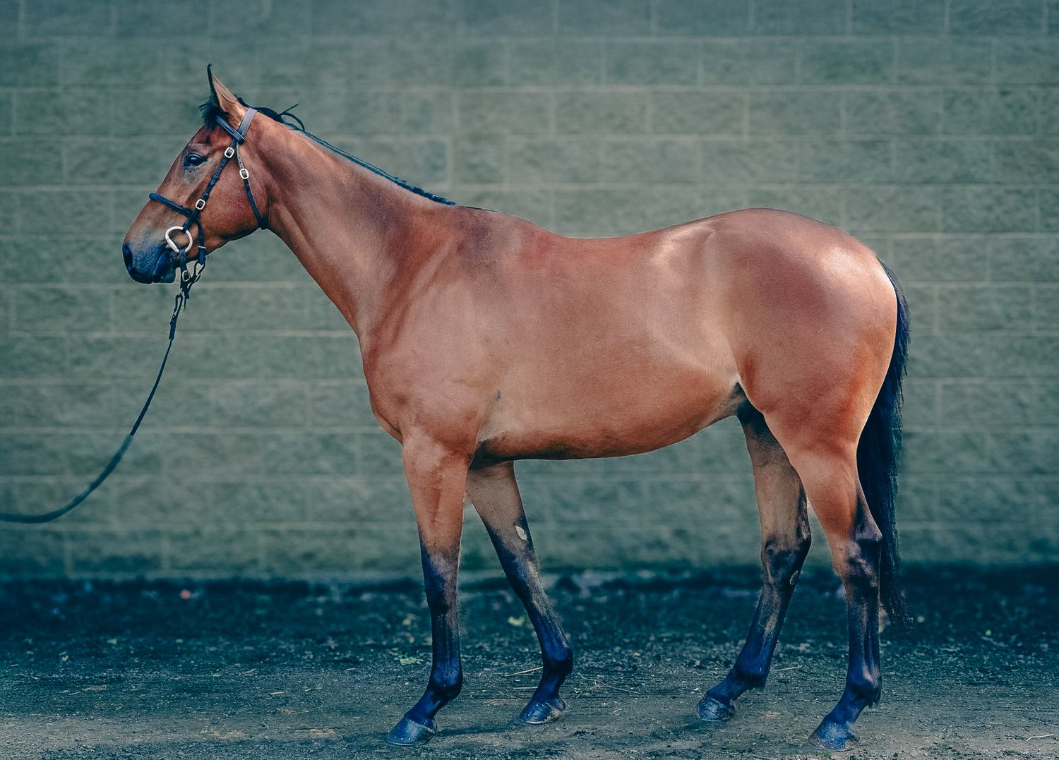 Horse for equestrian sales 2025
