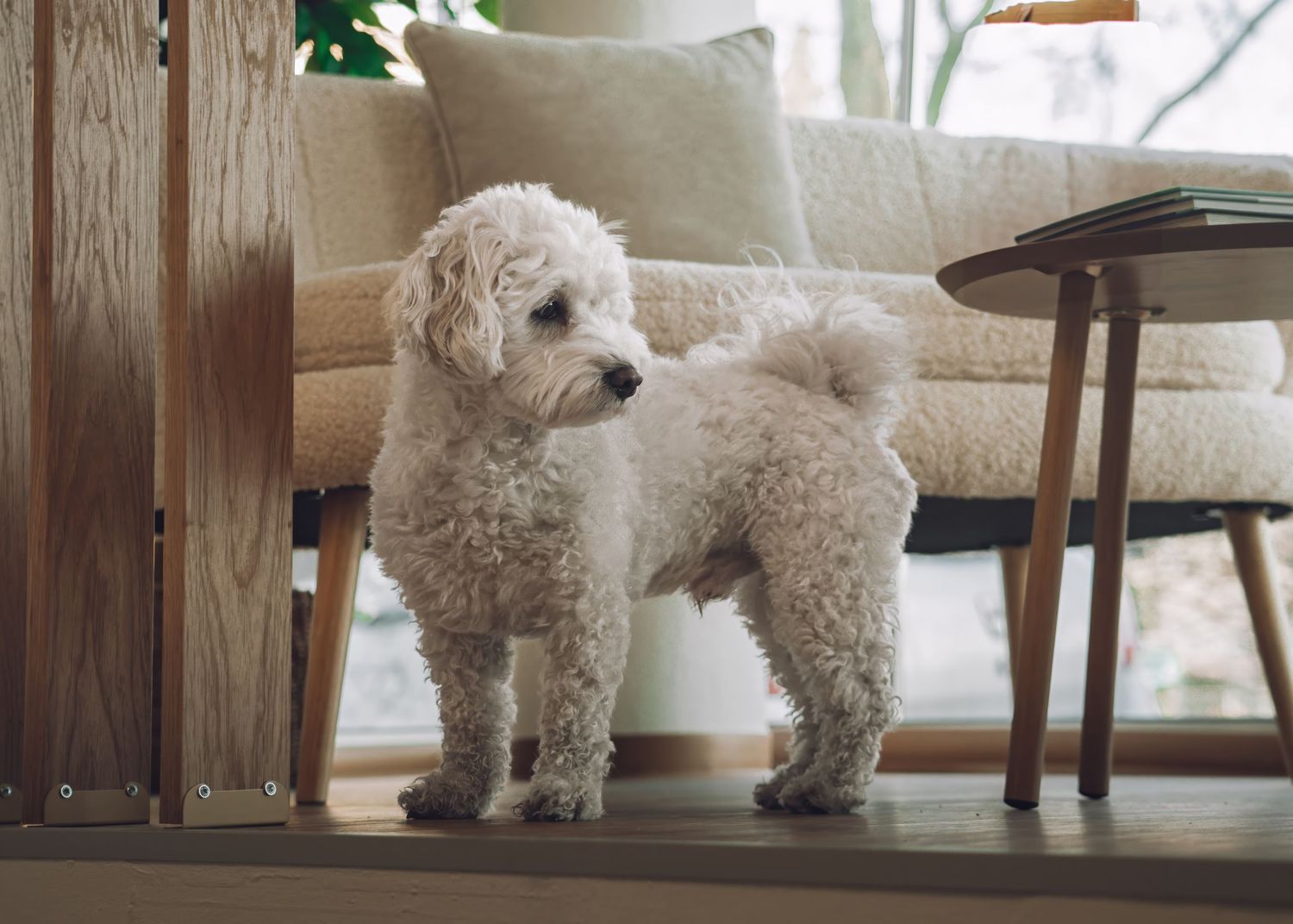 White poodle mix dog standing in living room near furniture.
