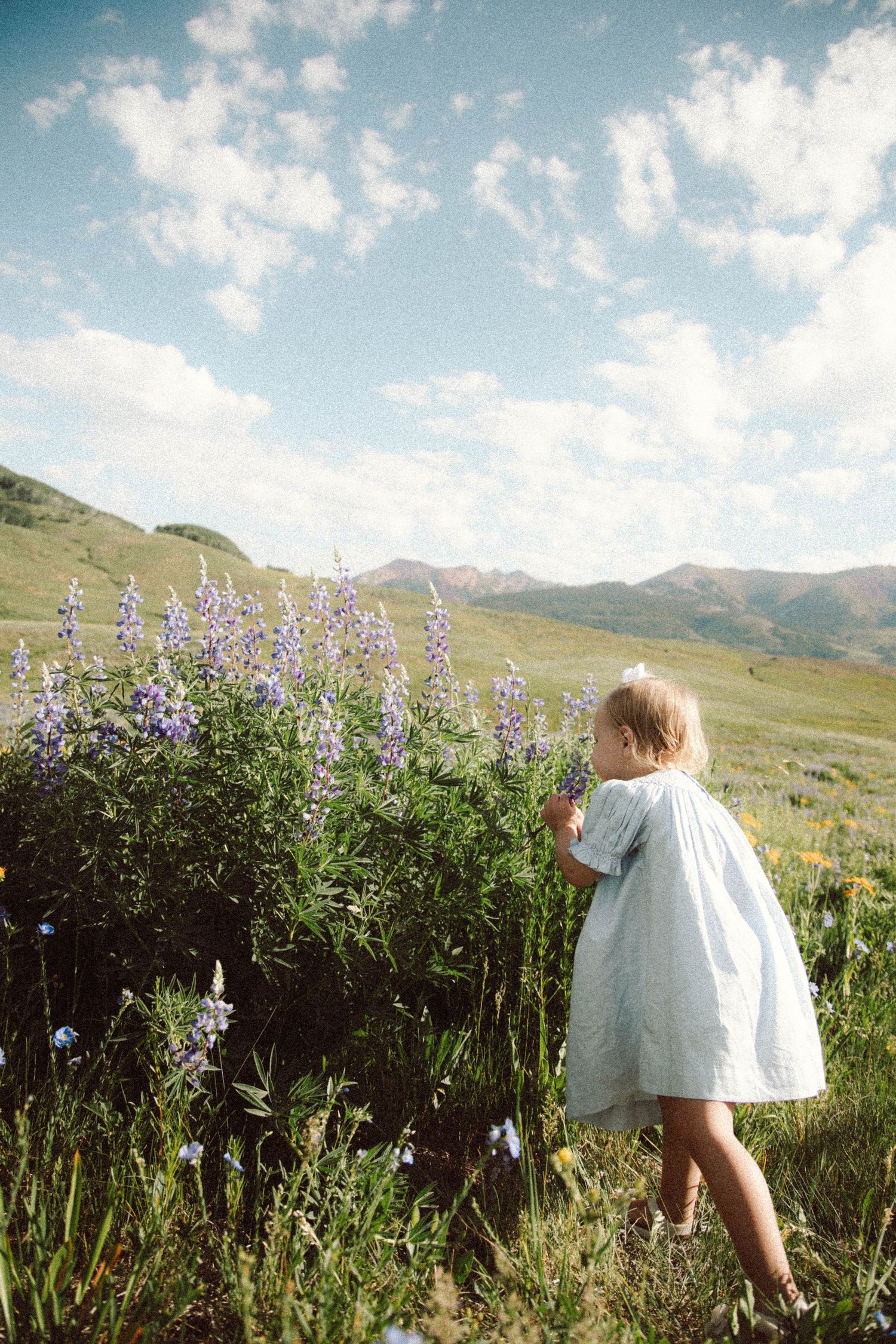 Small child exploring purple wildflowers with mountains in the background.