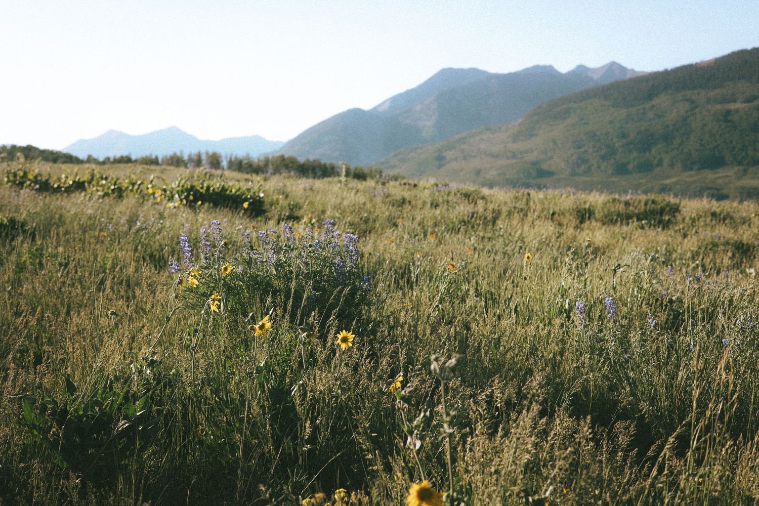 Wildflower meadow with yellow and purple blooms, lush green grasses, and scenic mountain range under clear blue sky.