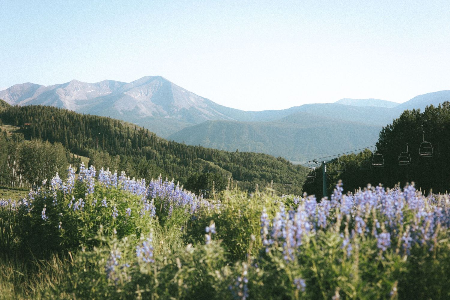 Purple wildflowers bloom on a mountain hillside with evergreen trees and misty peaks under a clear sky.