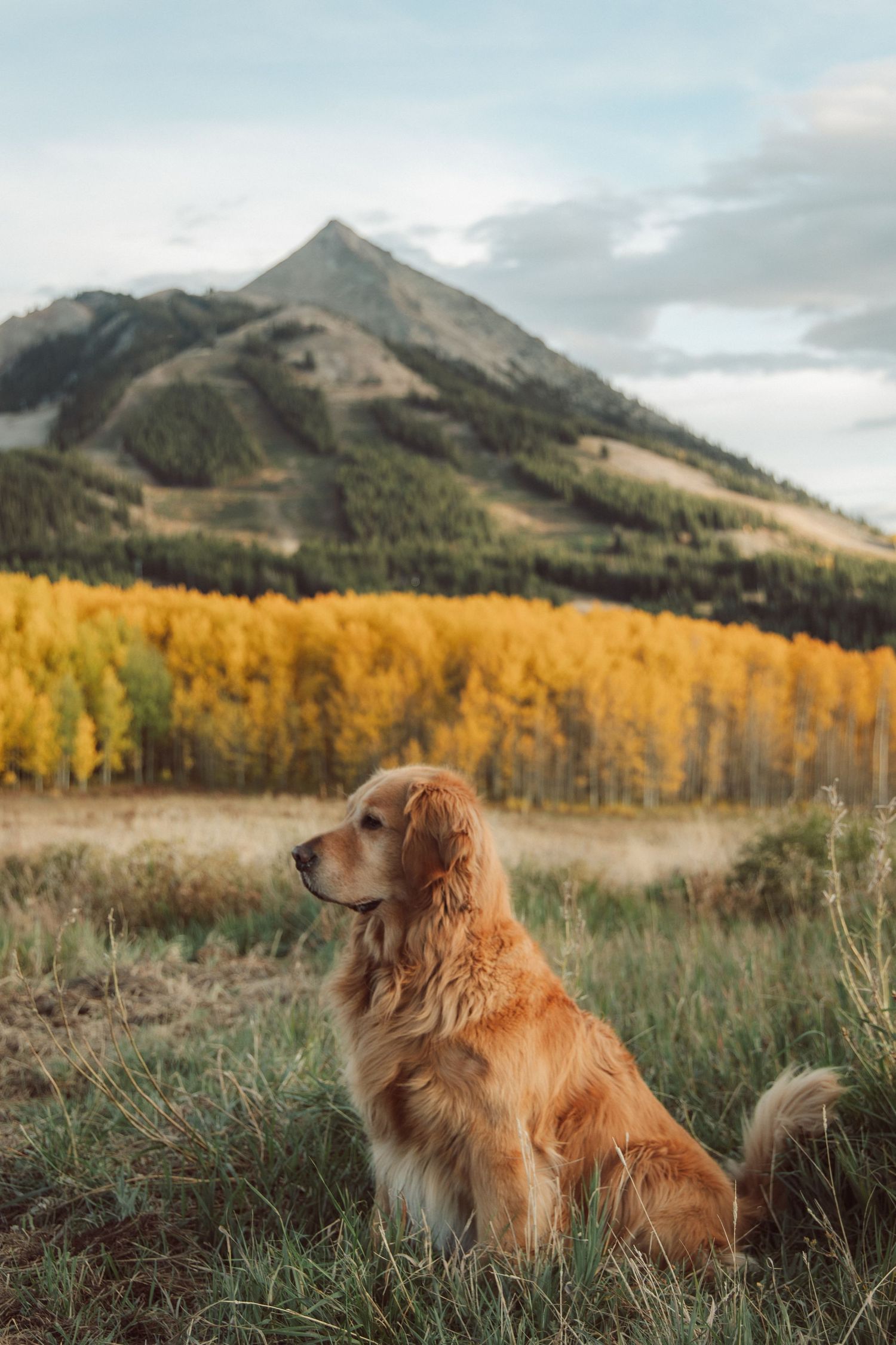 Fall family photo Crested Butte Colorado, aspens ski lift mountain view with dog