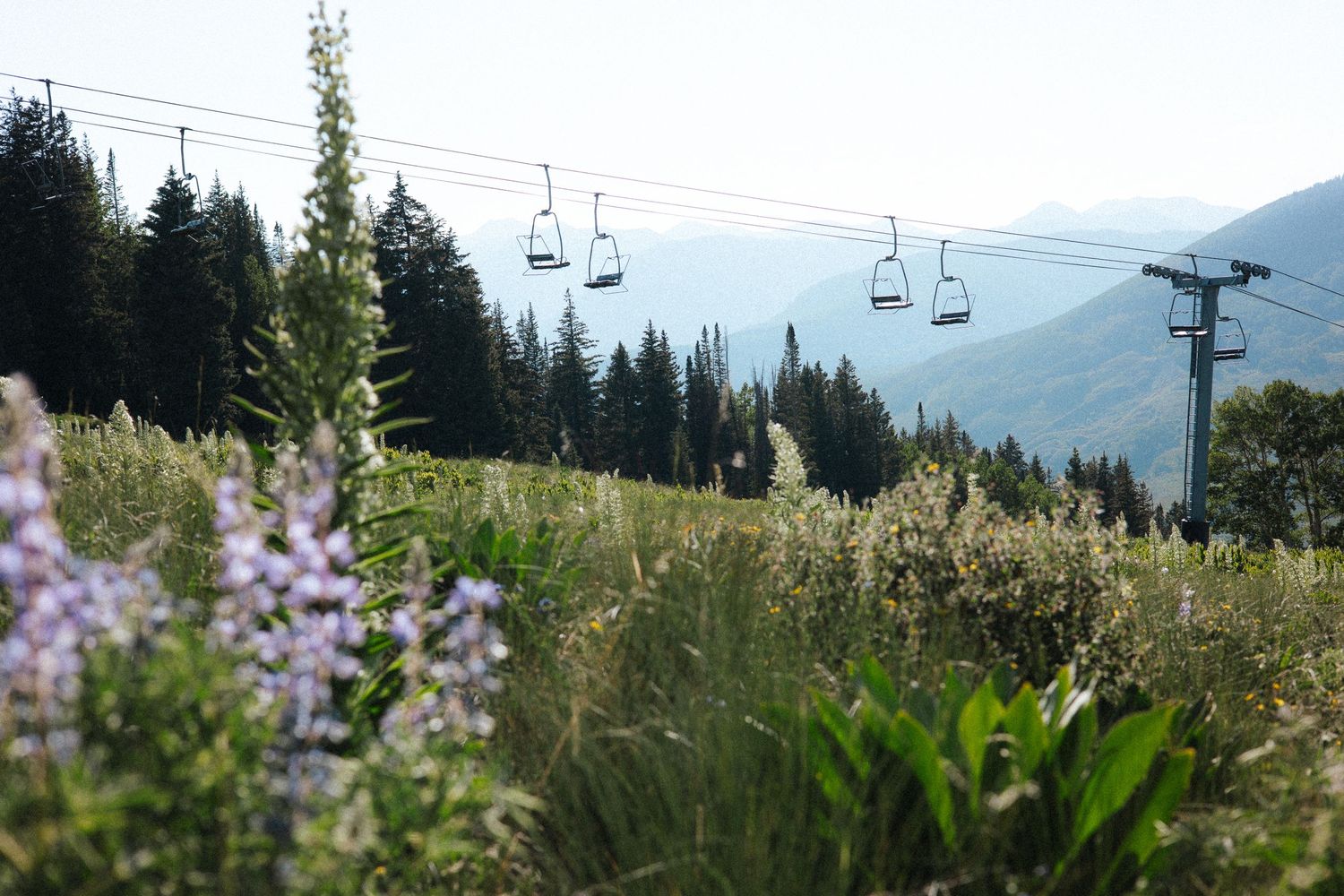 Summer ski lift over wildflower meadow with evergreen forest and mountain backdrop on a sunny day.
