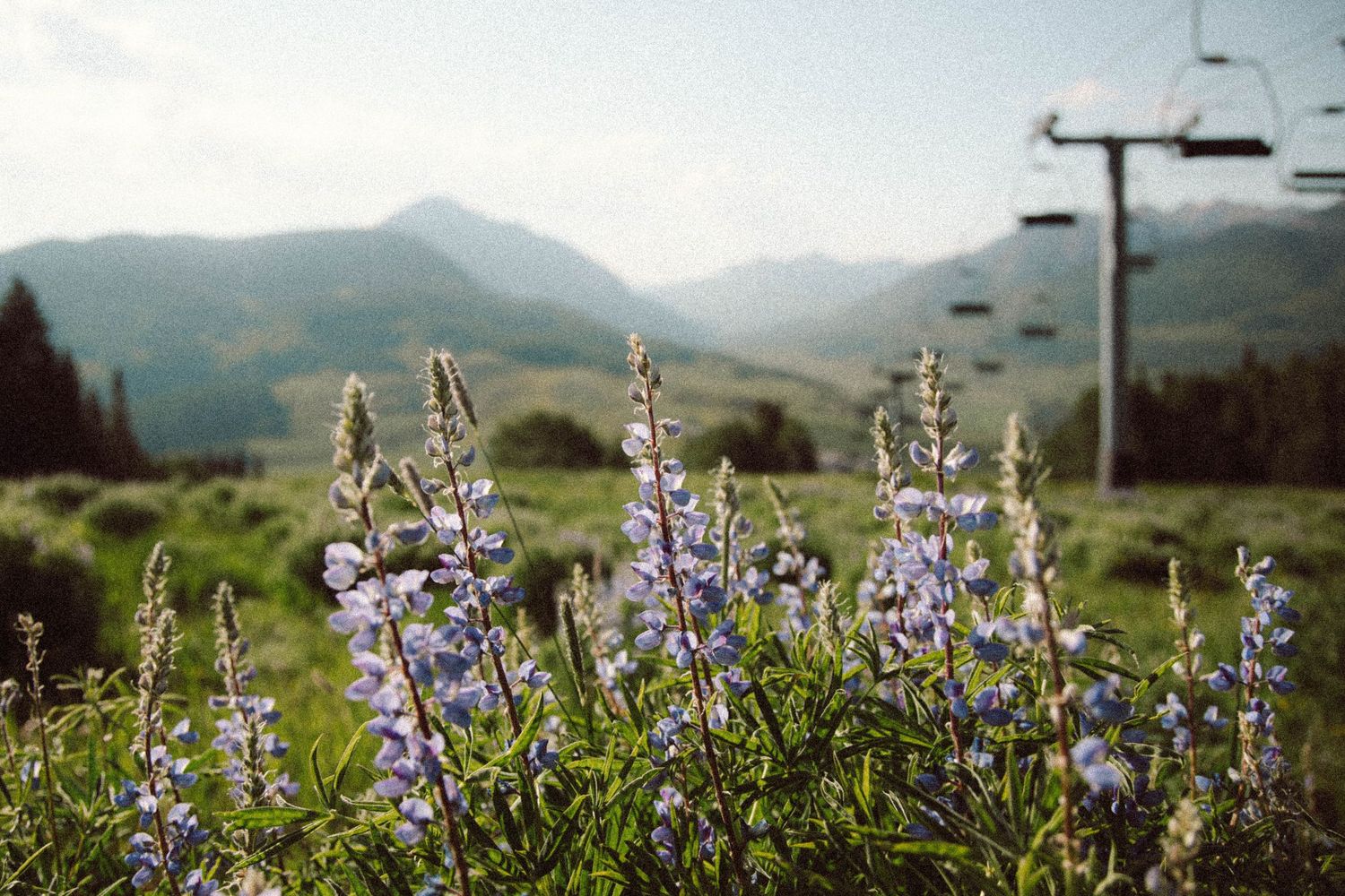 Purple lupine wildflowers bloom in a misty mountain meadow with rolling green hills in the background.