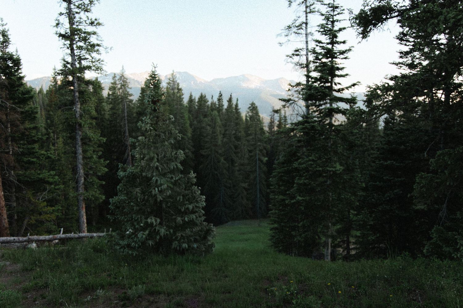 Dense evergreen forest with mountain peaks visible at dusk, featuring a grassy clearing among tall pine trees.