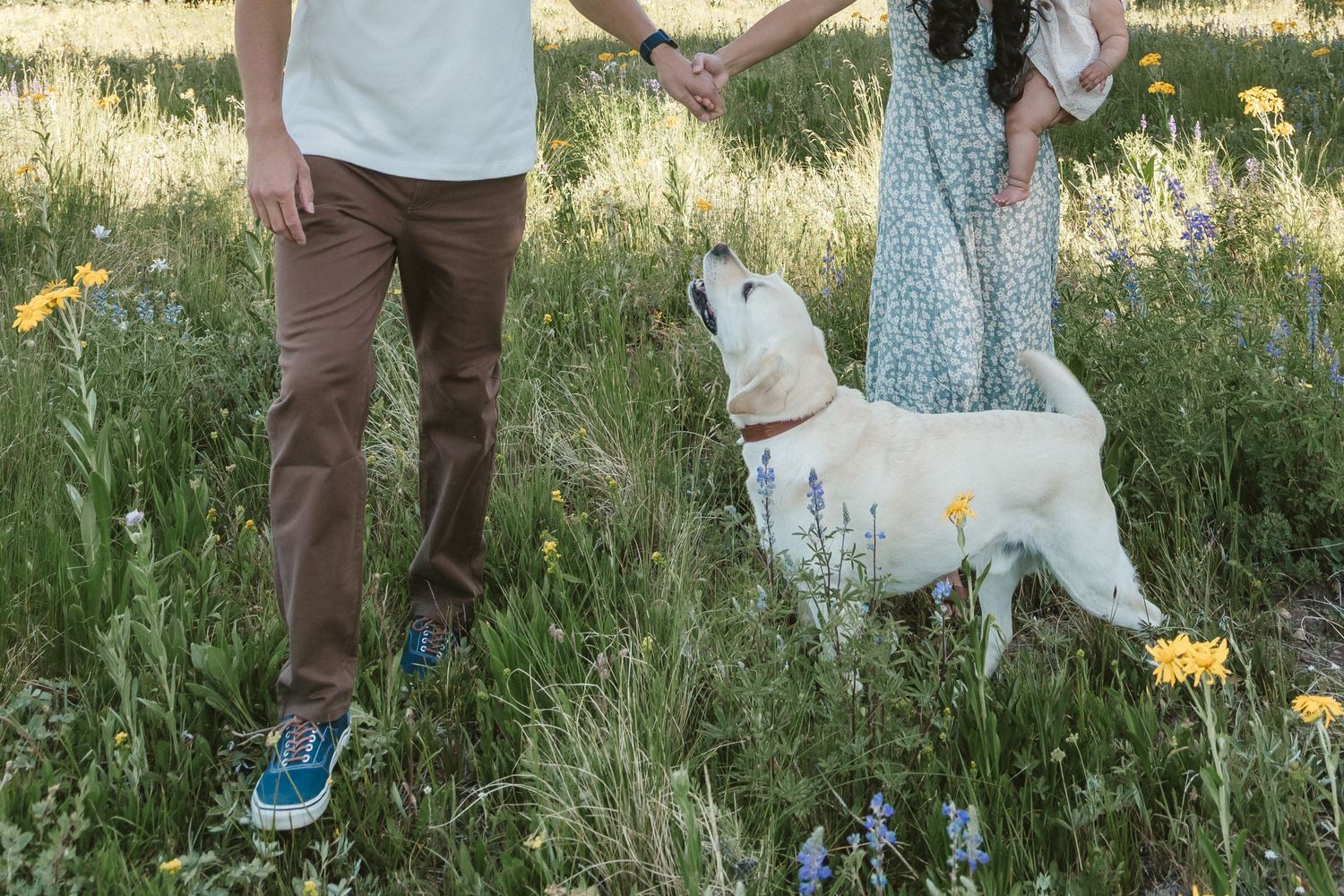 Couple holding hands in a wildflower meadow with a white Labrador dog looking up at them.