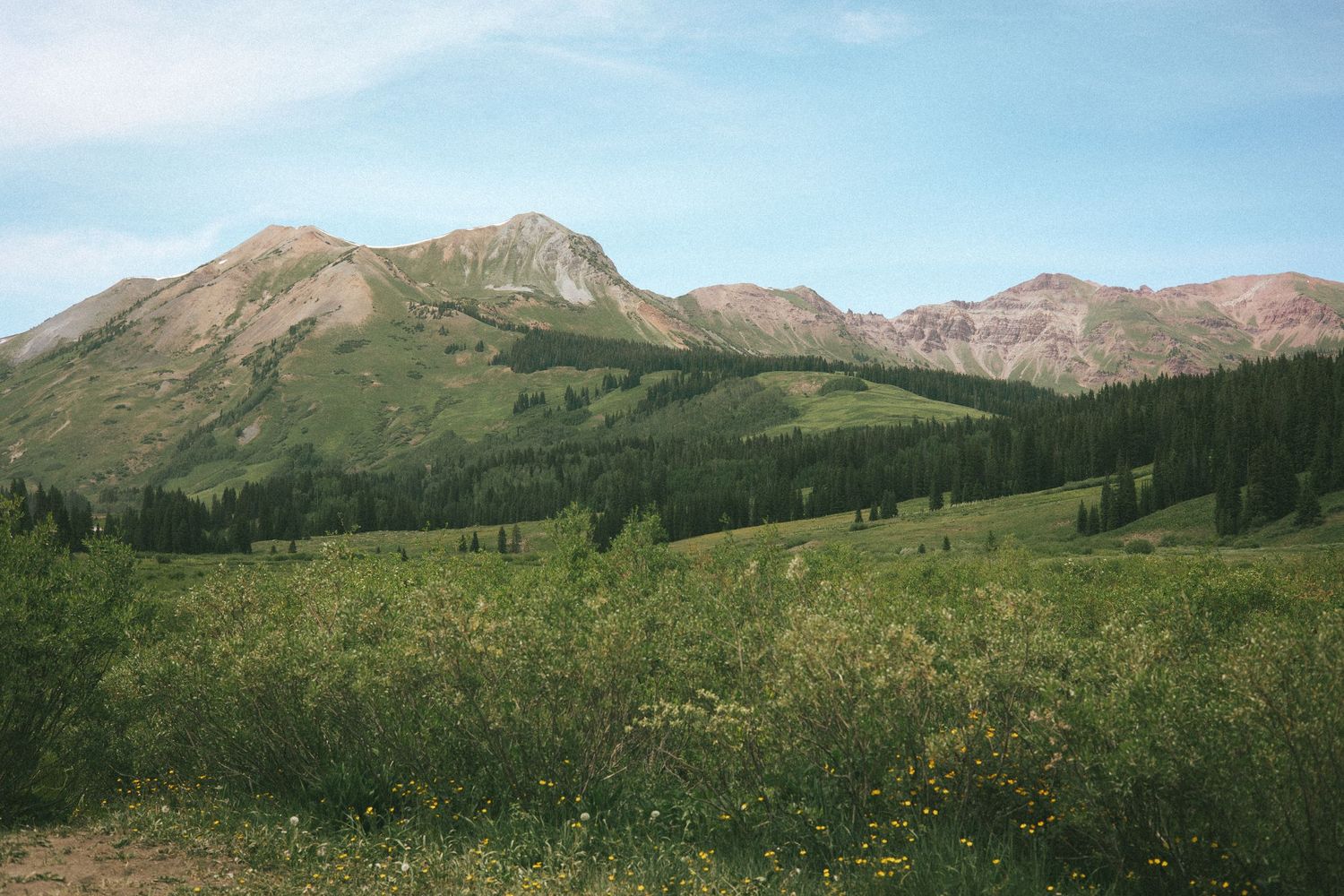 Scenic mountain landscape with wildflower meadow, evergreen forest, and rocky peaks under a blue sky.
