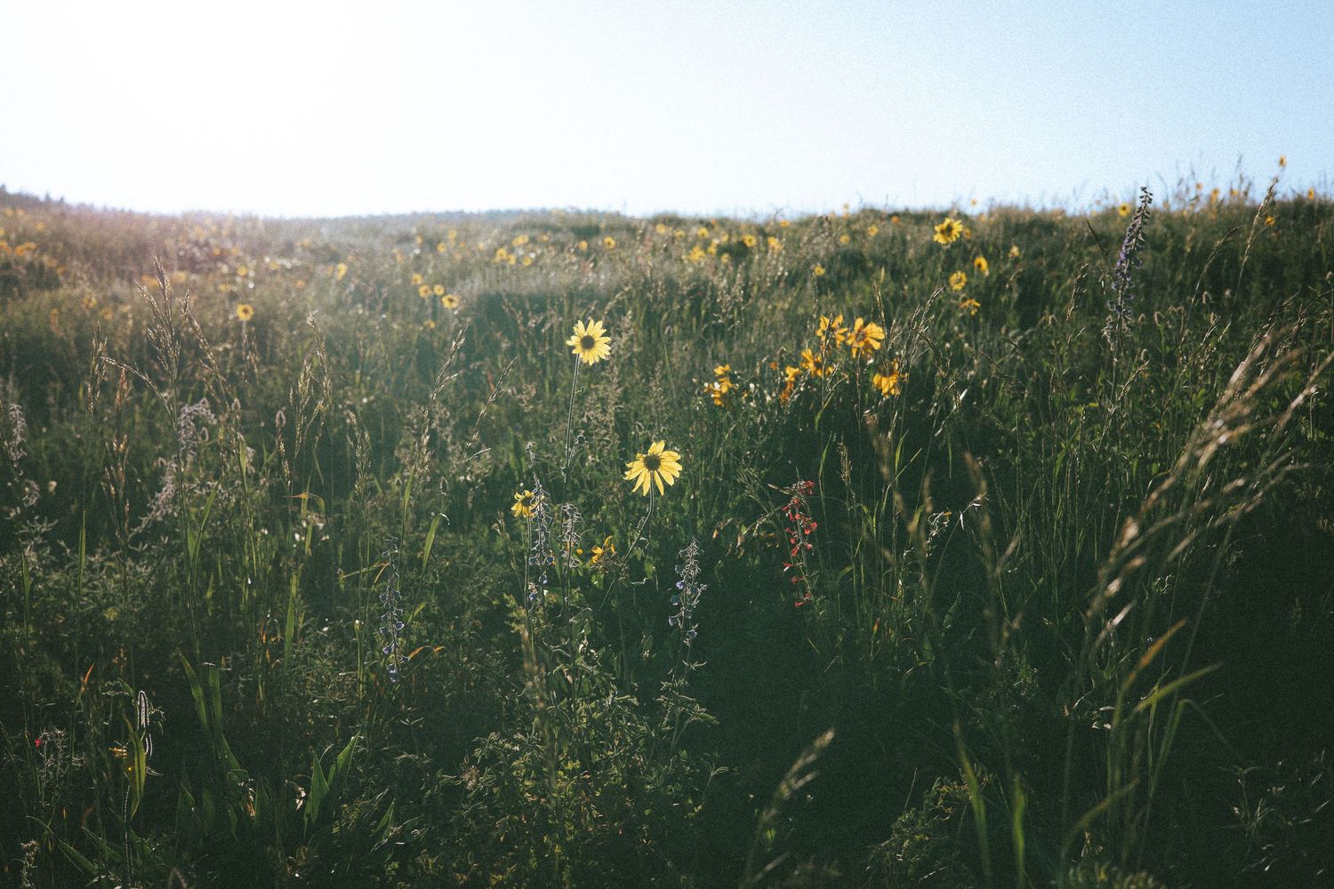 Sunlit wildflower meadow with yellow blooms and tall green grasses on a gentle hillside under a clear sky.