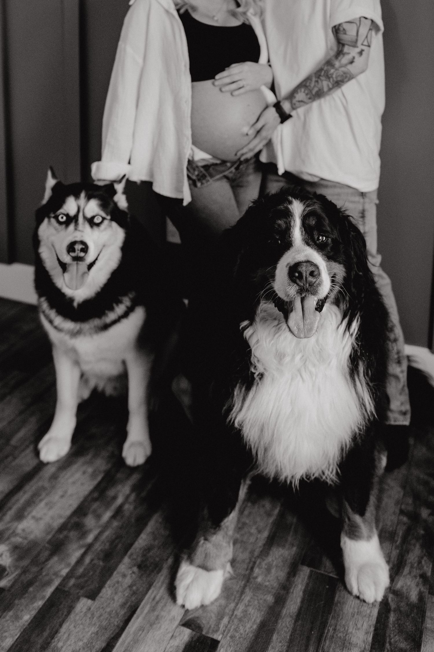 A black and white portrait of a Husky dog sitting on hardwood floors.