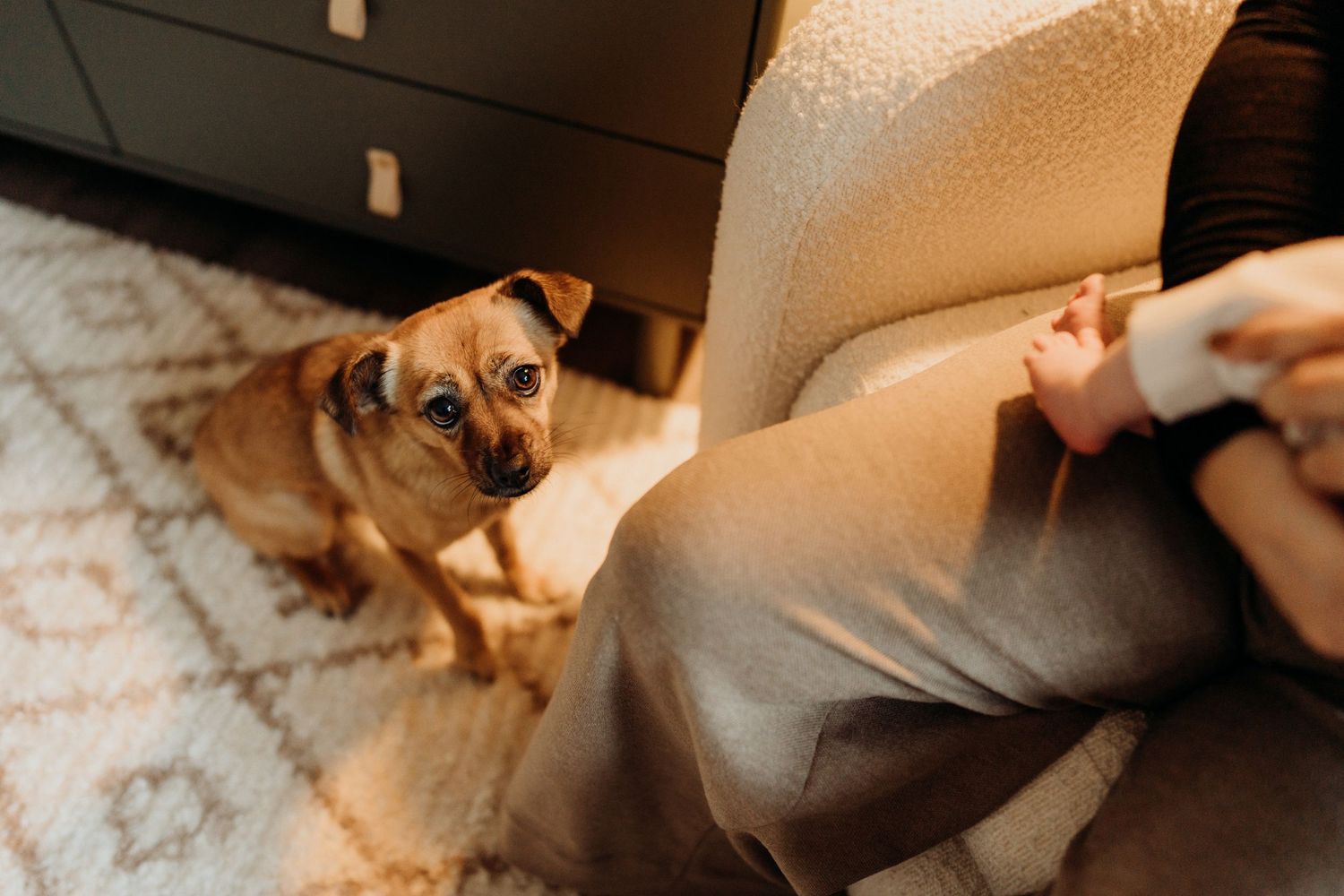 Brown dog lying on patterned rug next to baby furniture.