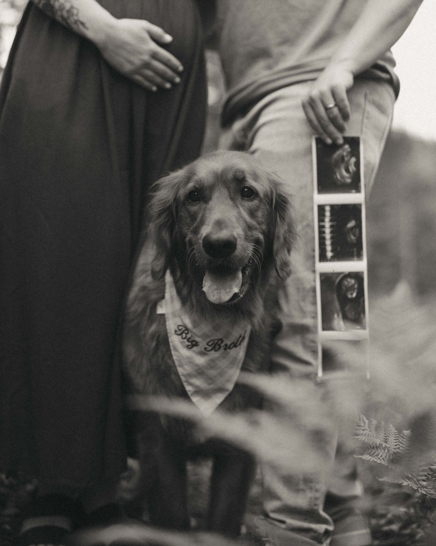 Black and white photo of a Golden Retriever wearing a Big Brother bandana sitting between expectant parents holding ultrasound photos.