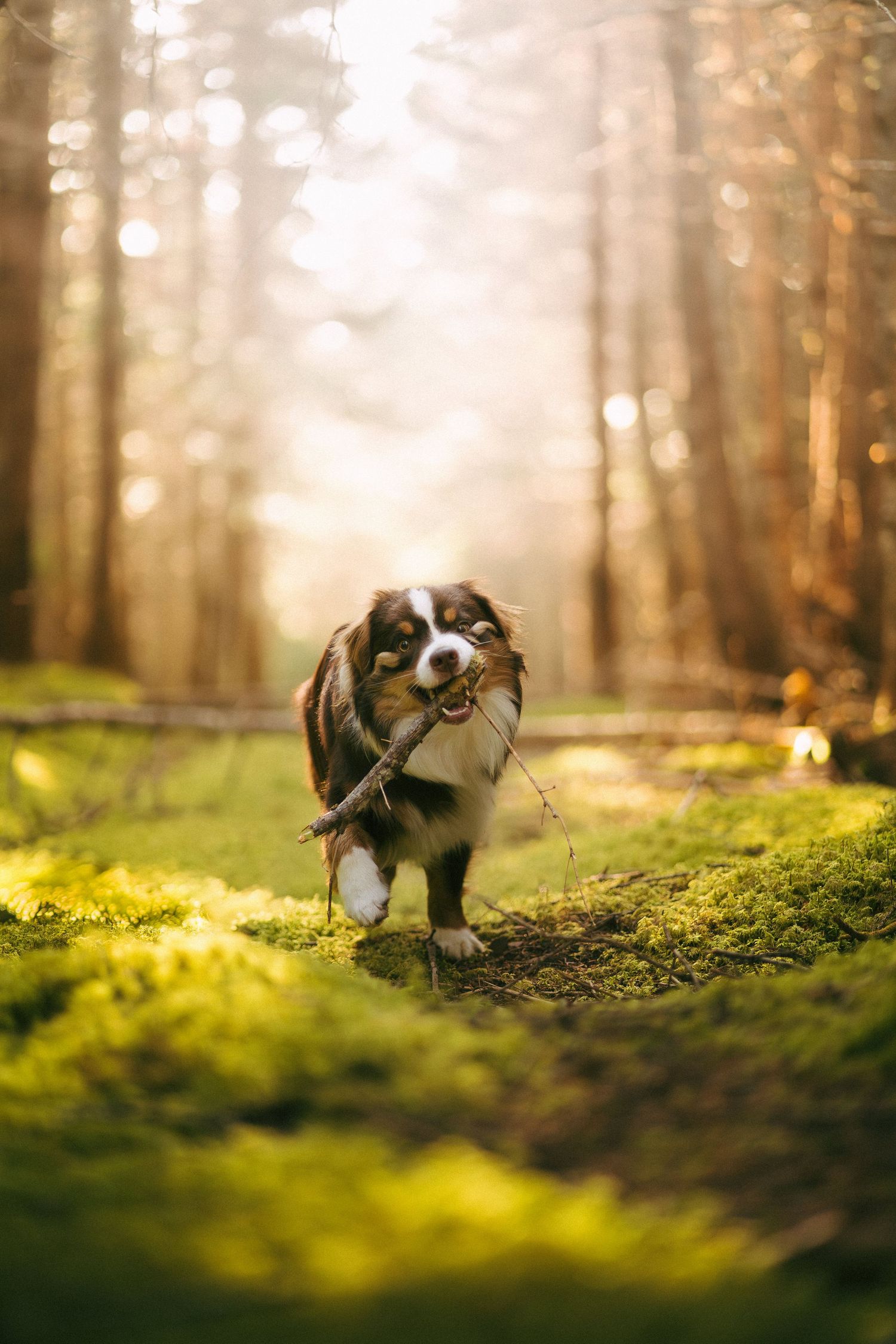 Australian shepherd dog playing with stick in sunlit mossy forest during golden hour.
