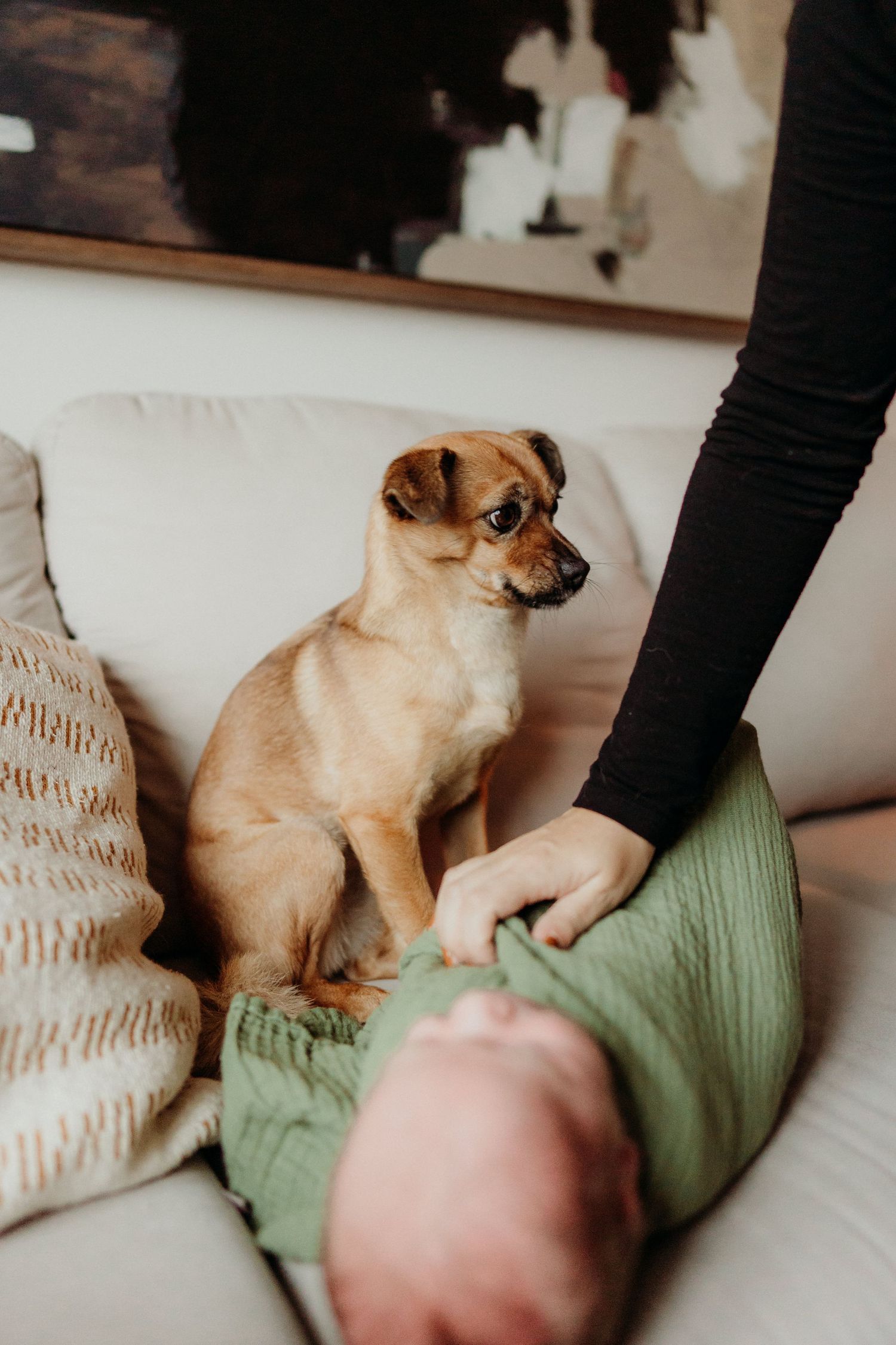 Small dog cuddling on a green couch with decorative pillows in a cozy living room setting.