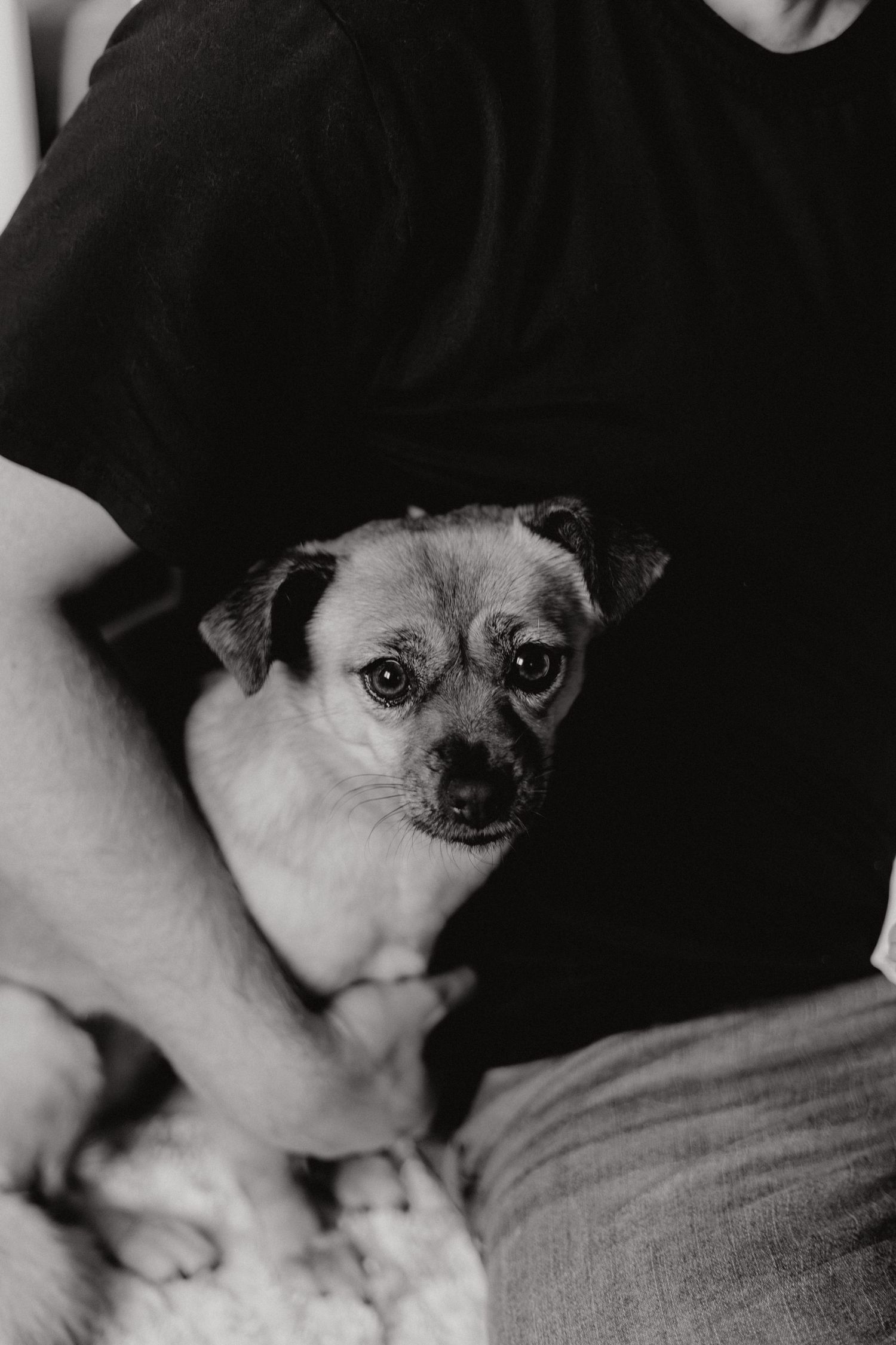 Close-up portrait of a small dog with expressive eyes in black and white.