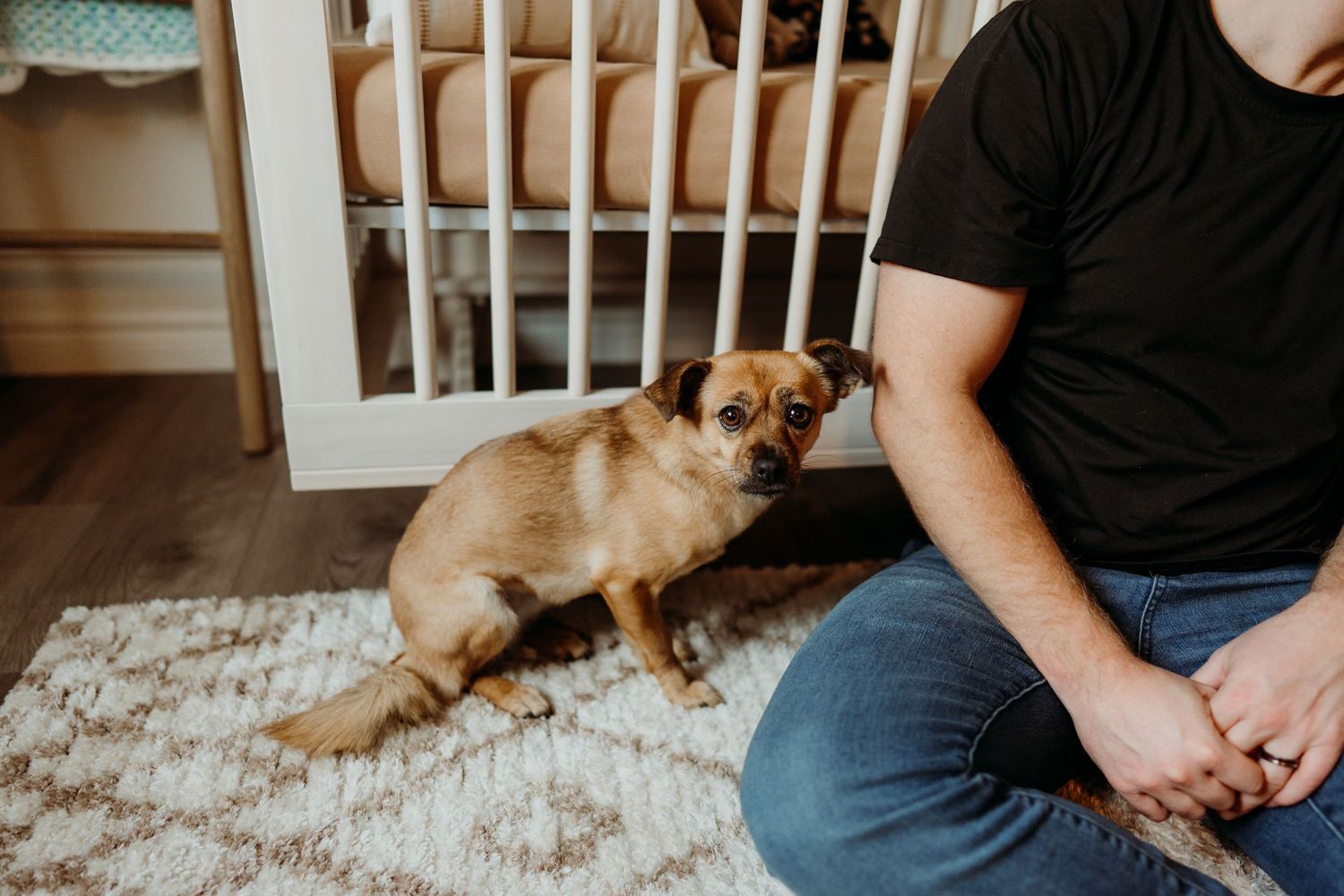 Small dog sitting on patterned rug next to person in casual attire.