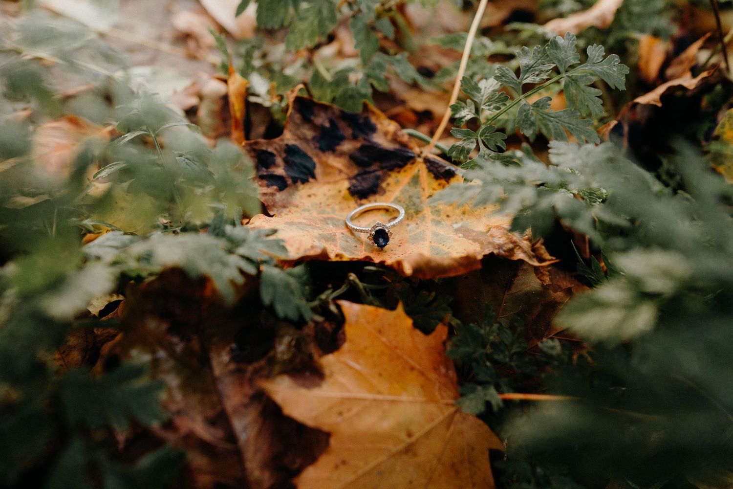 Autumn leaves frame a natural outdoor setting with soft bokeh effect.