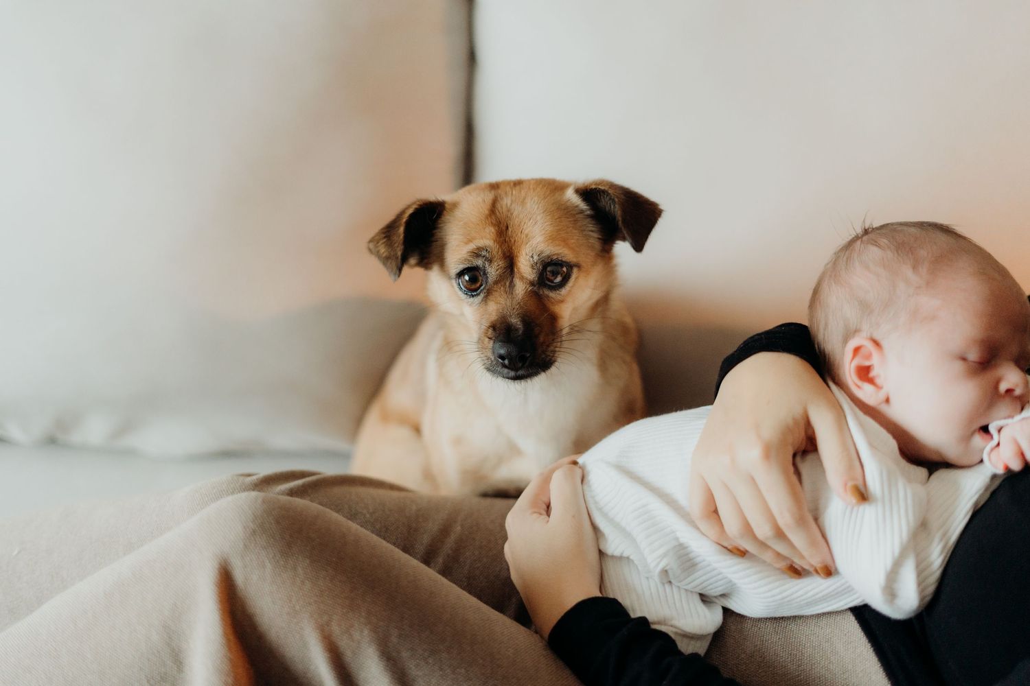 Lifestyle photography captures a natural family moment with their dog on a sofa.