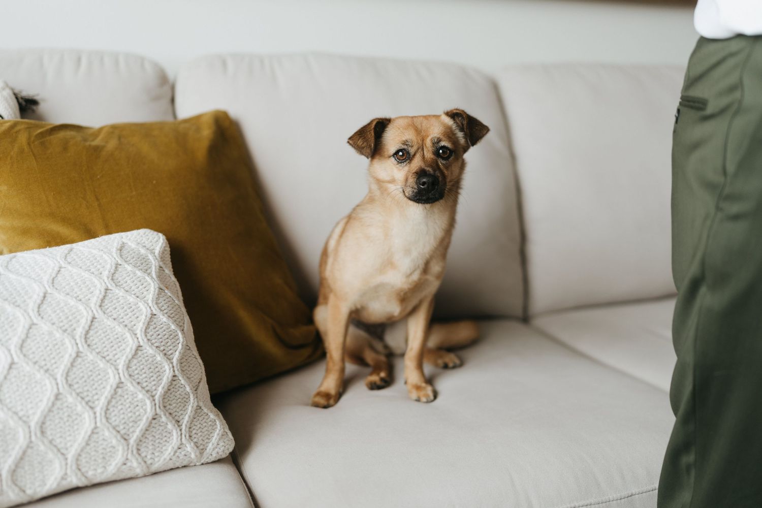 A small tan dog sits on a white couch with decorative pillows in a modern living room.