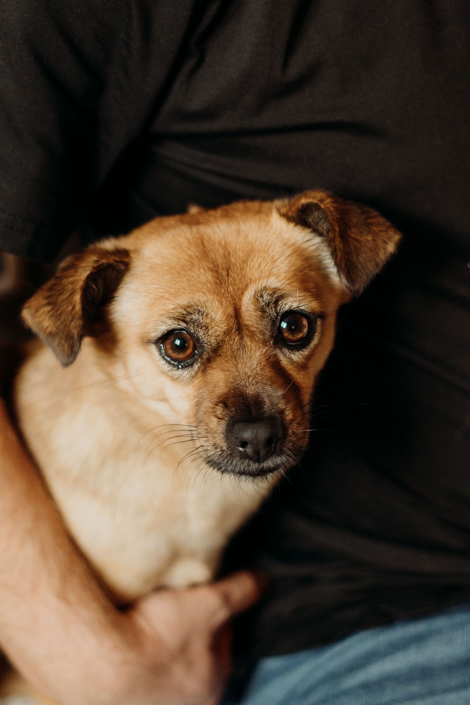 Close up portrait of a tan Chihuahua mix dog with large expressive eyes against a dark background.