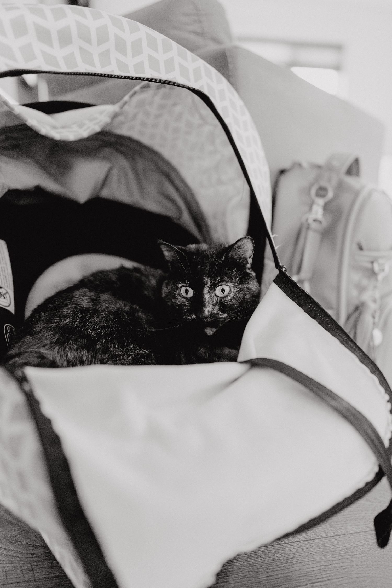 Dark cat resting inside a light colored pet carrier on wooden surface.