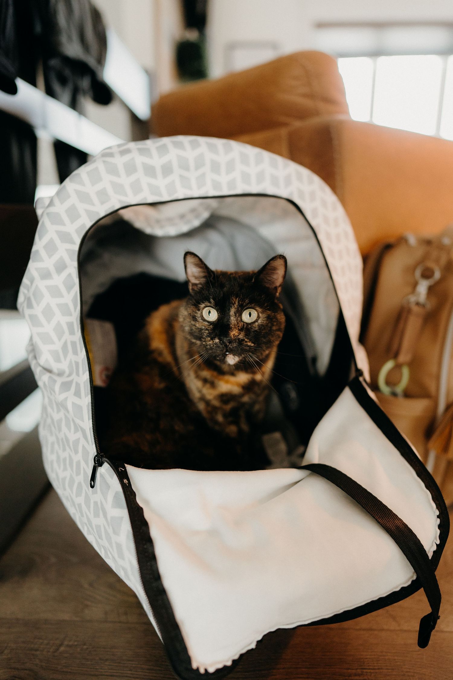 Tortoiseshell cat peeking out from inside a white and gray patterned carrier bag.