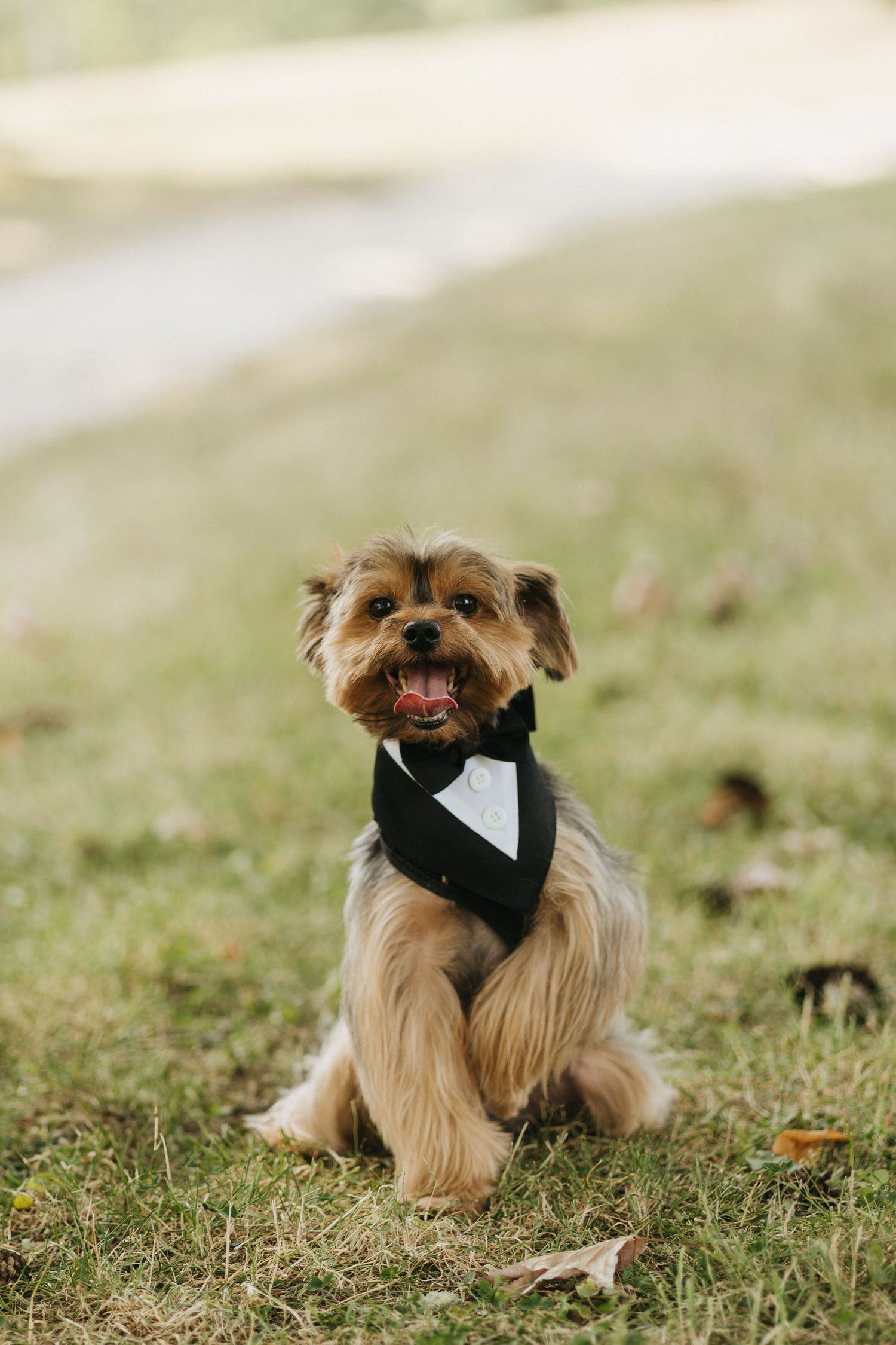 Small dog wearing formal bowtie attire sits on grass during wedding photoshoot.