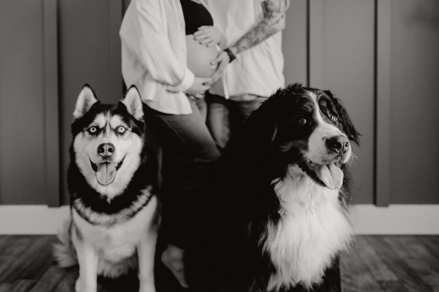 Black and white portrait of a Husky and Border Collie sitting together indoors.