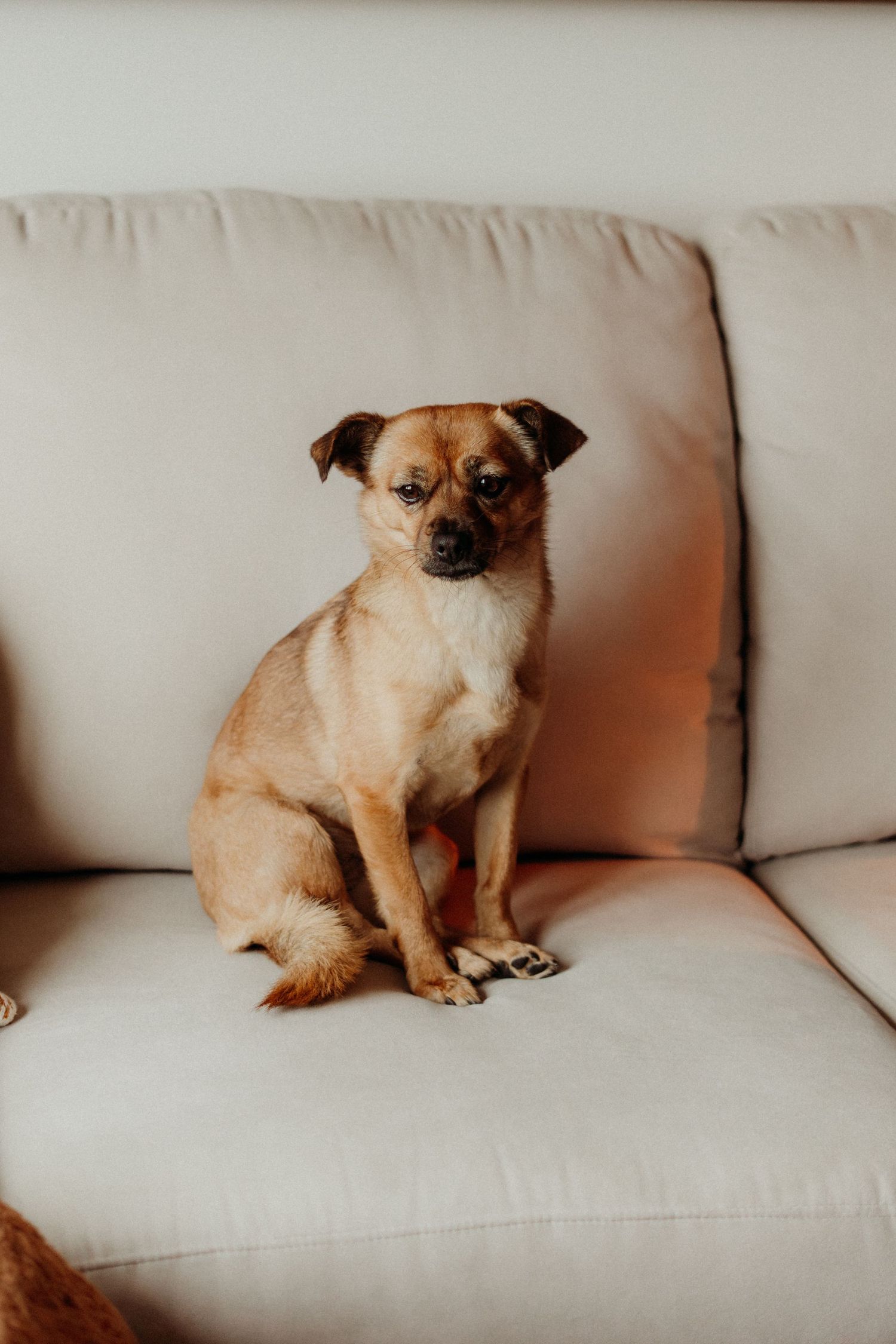 Small tan pug dog sitting on white couch cushions.