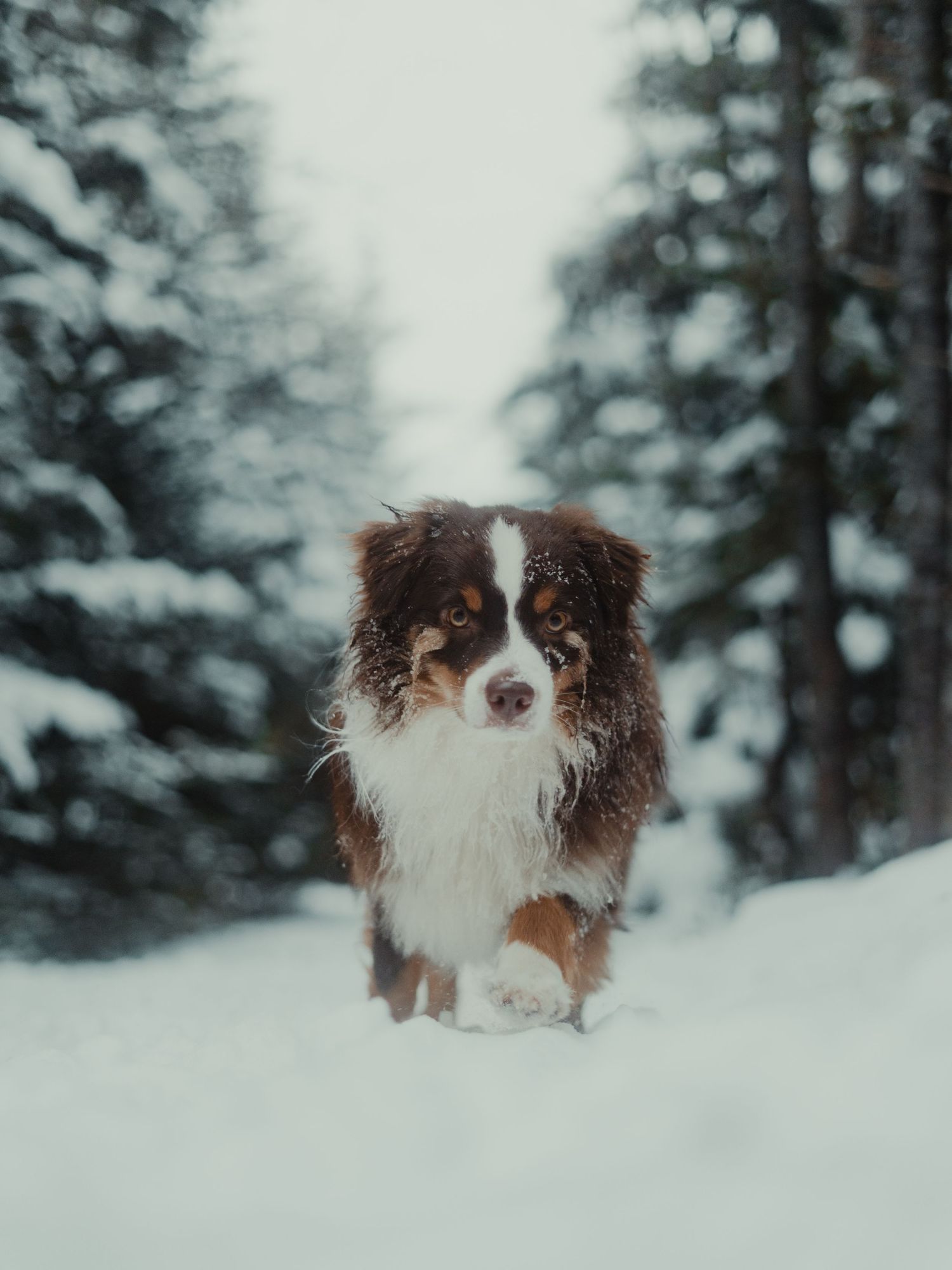 An Australian Shepherd dog plays in deep winter snow with snow-covered evergreen trees in the background.