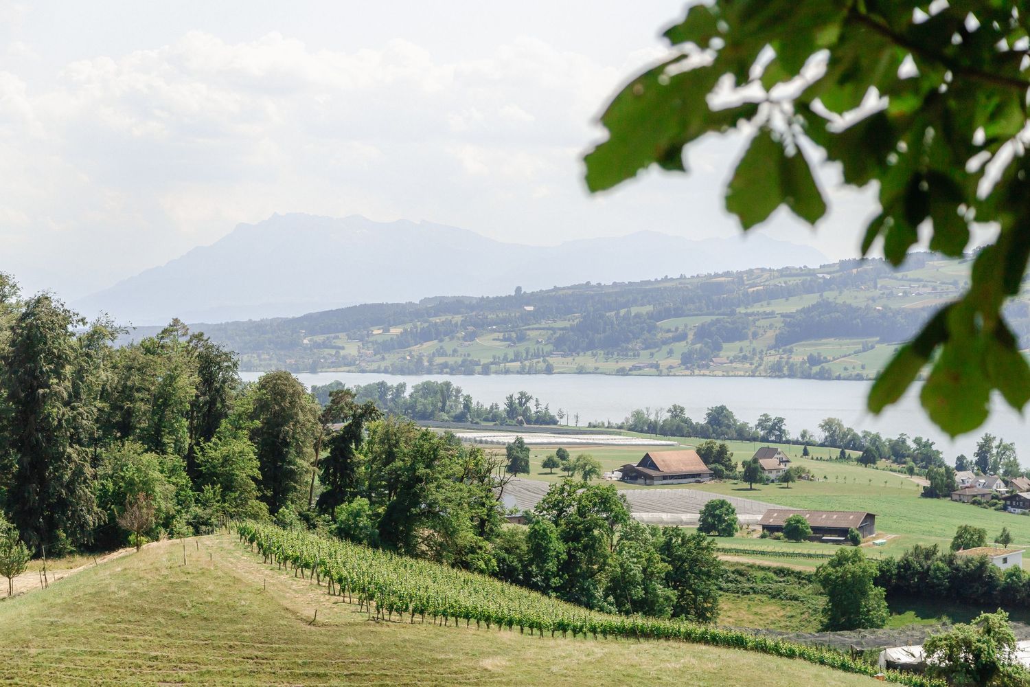 Rolling green hills with vineyards and farmland stretch across a scenic rural landscape under a sunny sky.