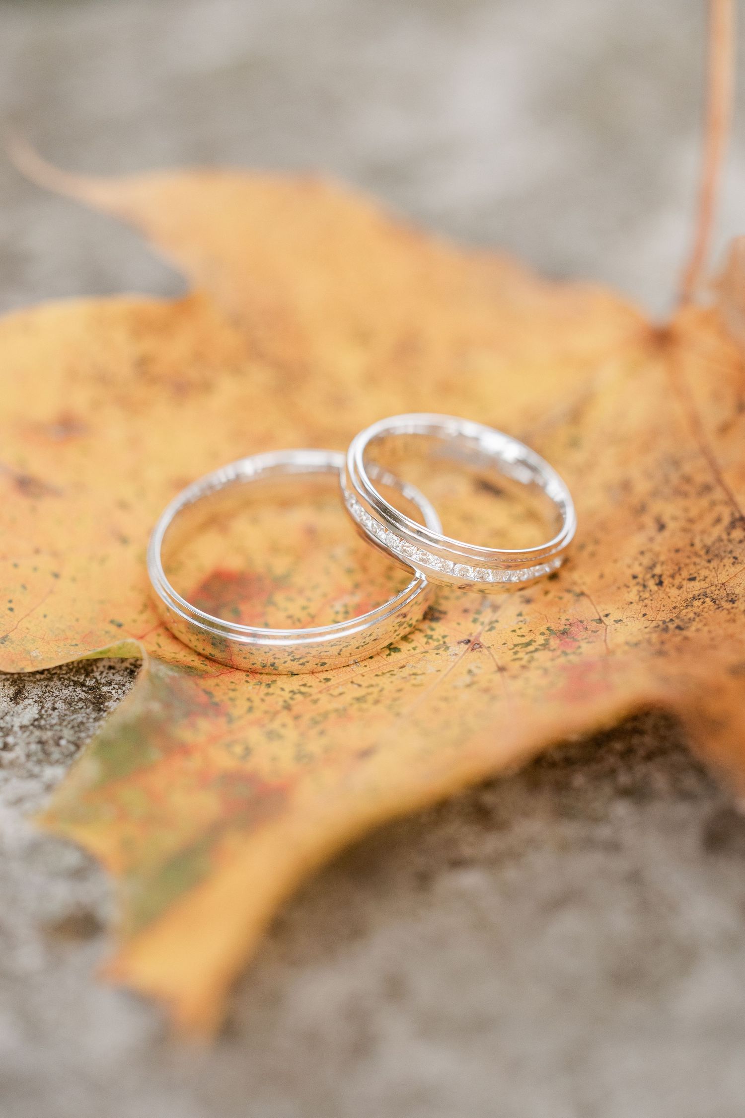 Two silver wedding rings rest on a fallen autumn maple leaf with golden hues.