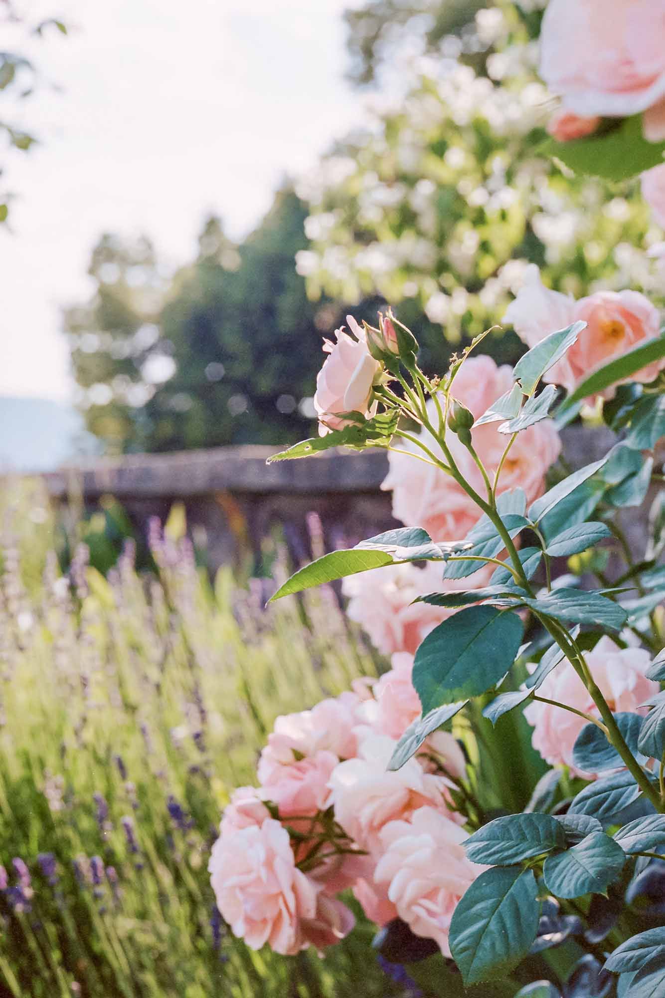 Delicate pink roses bloom alongside lavender in a dreamy summer garden with soft sunlit bokeh effect. Rose garden at castel of Heidegg