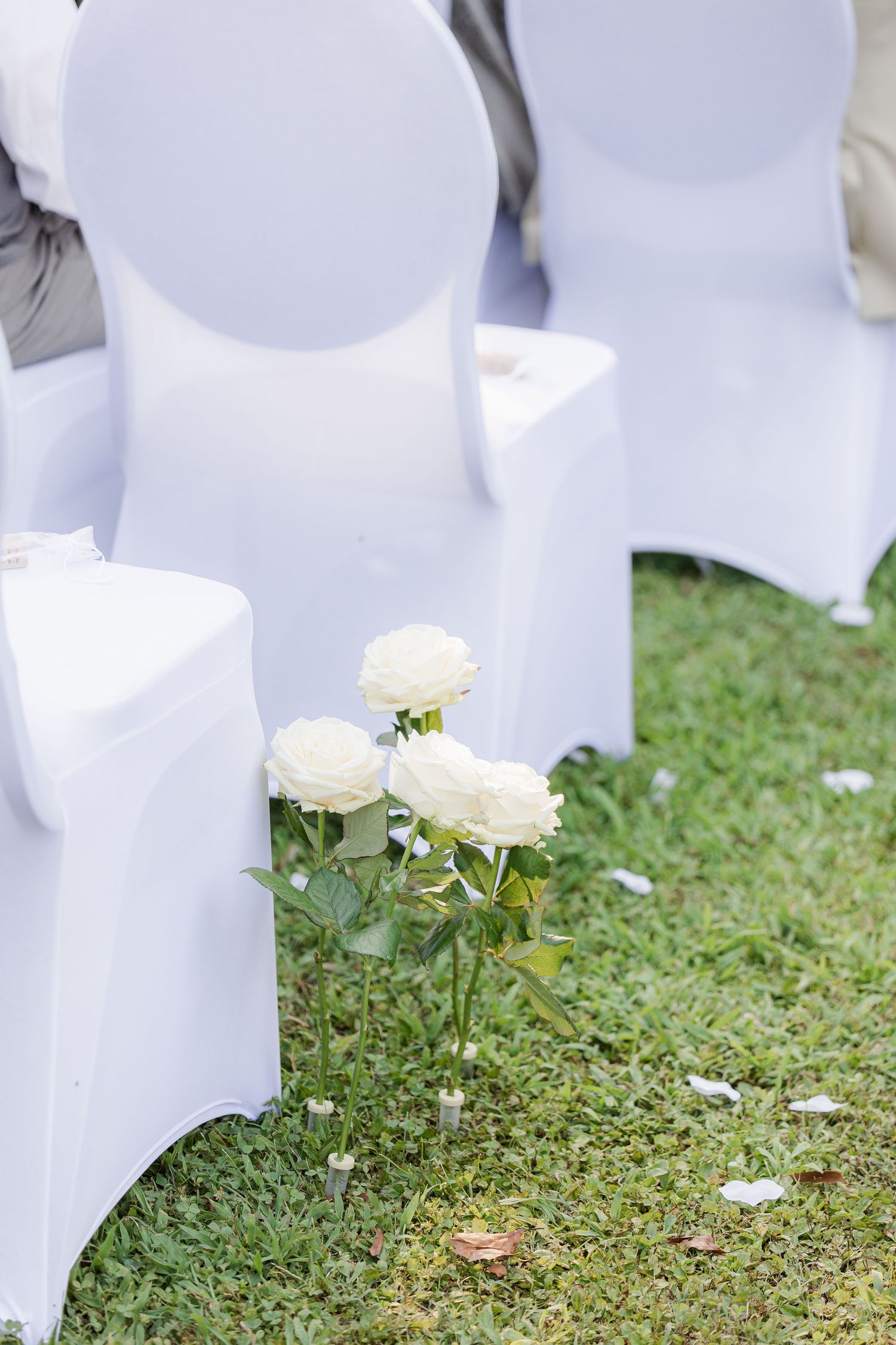 White folding chairs set up on green grass with delicate white rose decorations for an outdoor wedding ceremony.