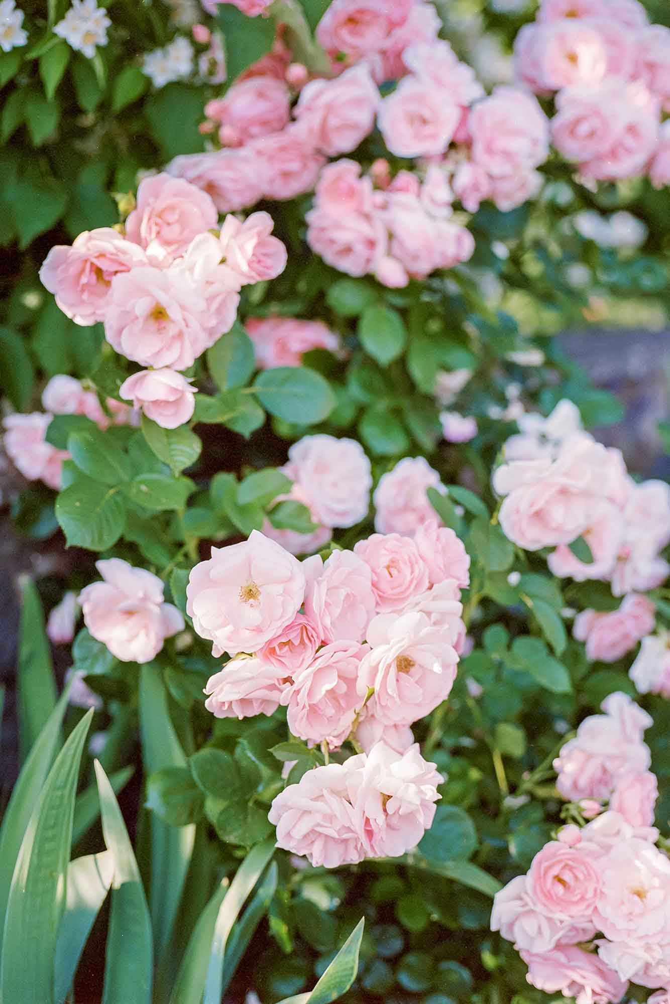 Delicate pink climbing roses bloom abundantly against lush green foliage in a garden setting.