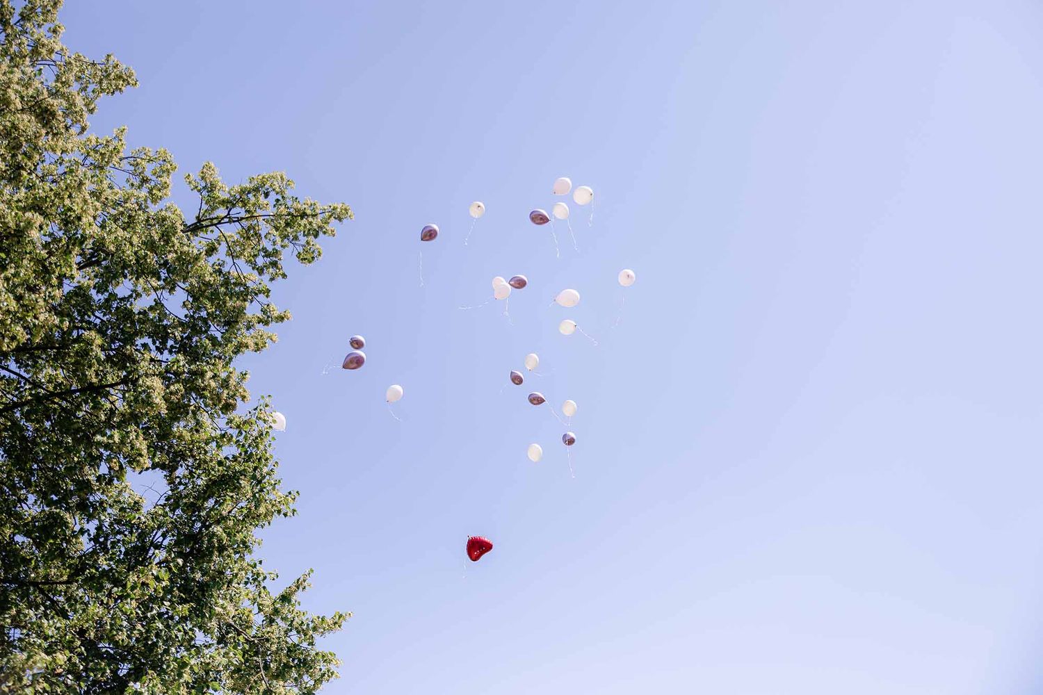 Heart-shaped balloons floating into a clear blue sky beside a lush green tree at an outdoor celebration.