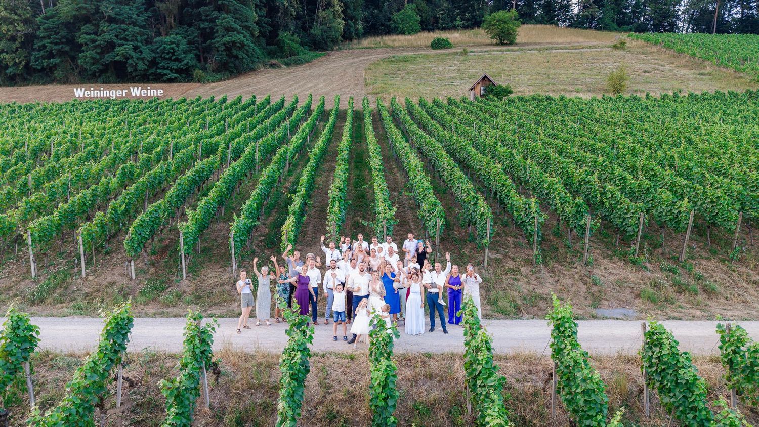 Aerial drone view of a wedding party group photo in front of lush green vineyard rows on a sunny day.
