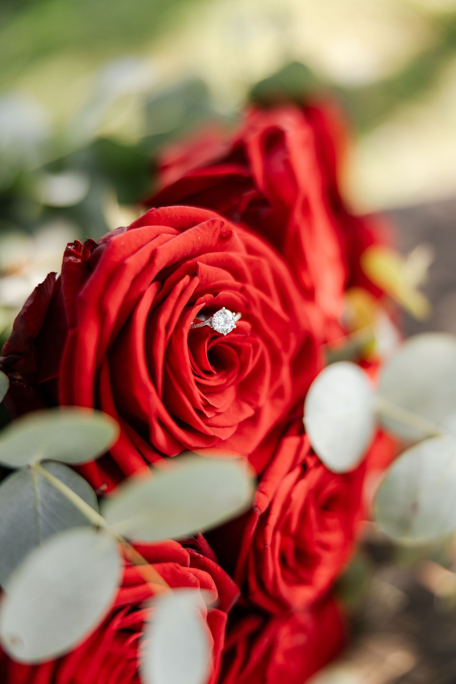 Close-up view of vibrant red roses with delicate eucalyptus leaves and a sparkling engagement ring - Hochzeitsfotograf Aargau