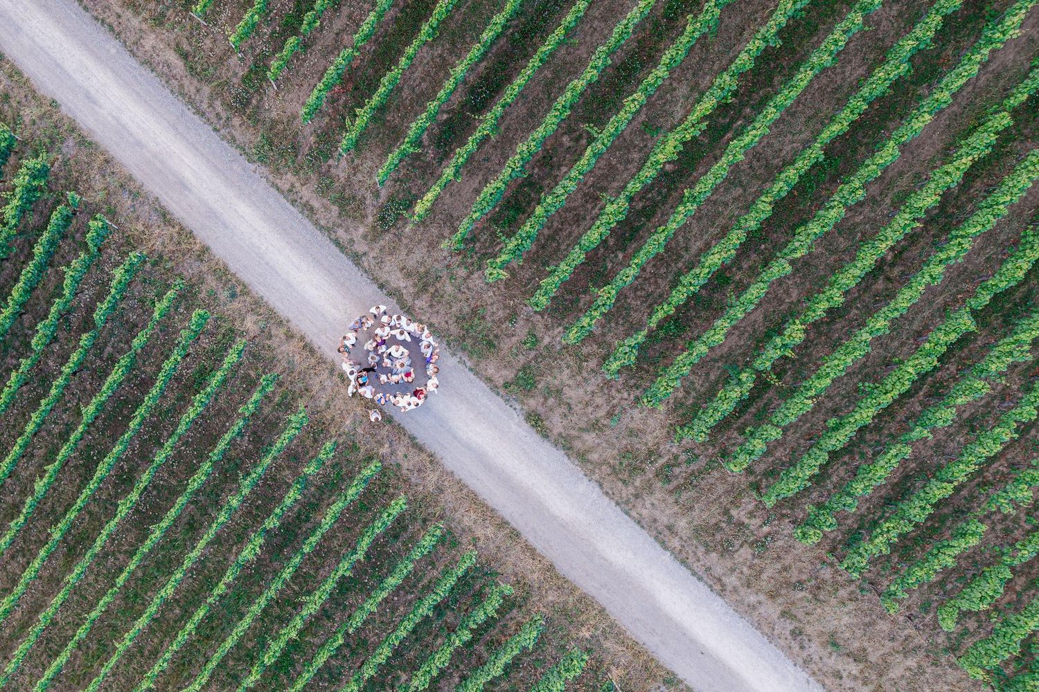 Aerial view of a dirt road through lush green vineyard rows with a small vehicle carrying harvested grapes.