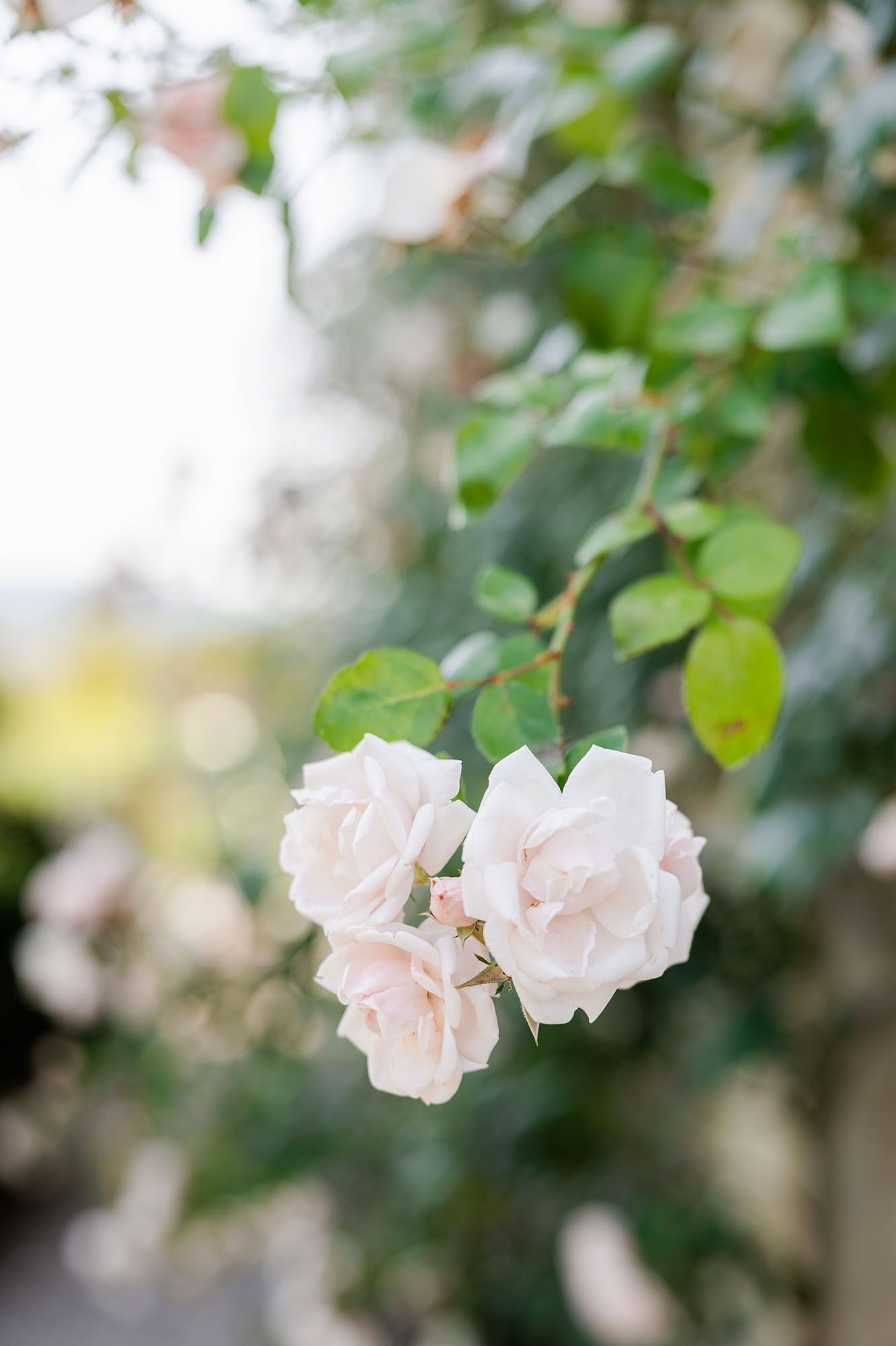Delicate pale pink roses blooming on a green leafy bush, soft bokeh background in a garden setting.