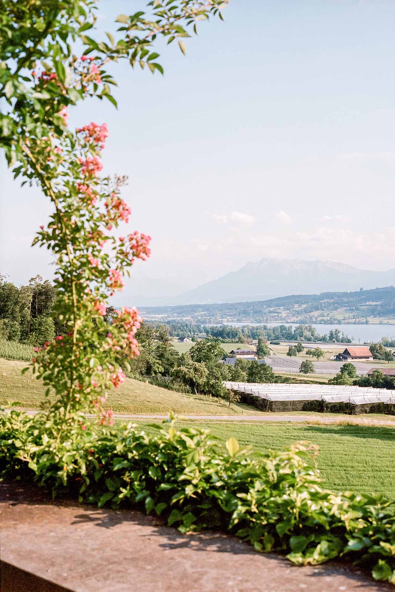 Scenic vineyard landscape with pink flowers in foreground and rolling hills with mountains in the distance.
