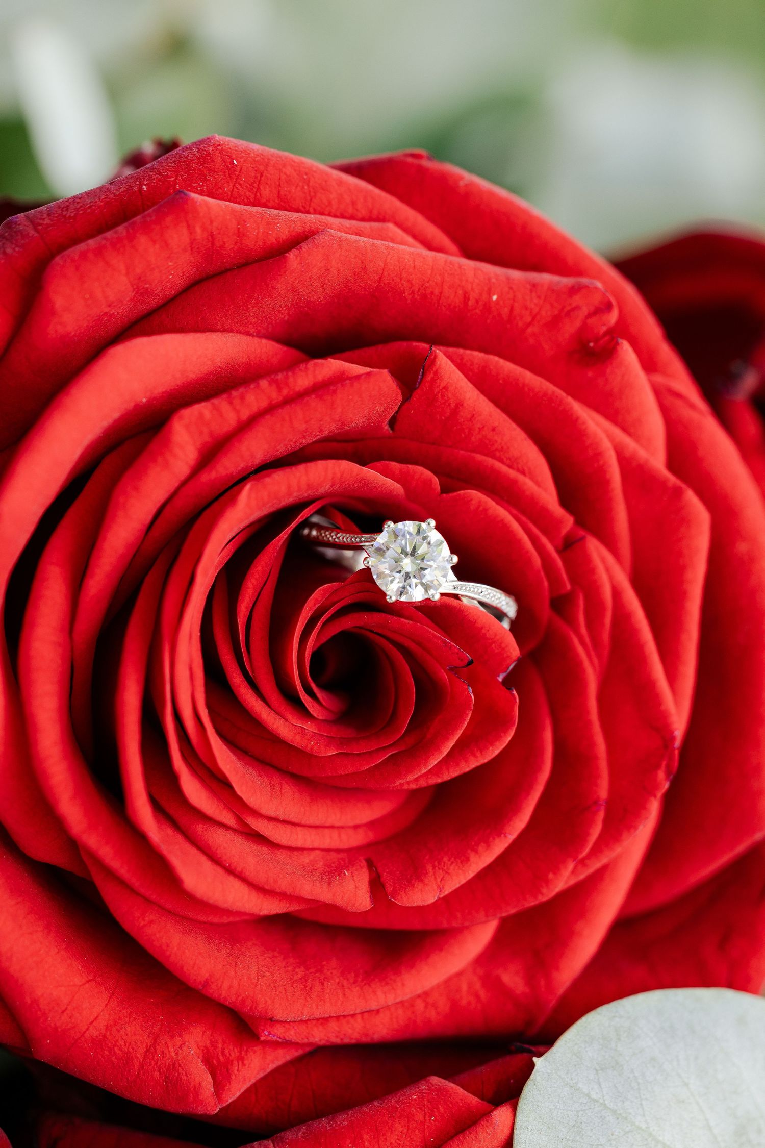 A sparkling diamond engagement ring nestled in the petals of a vibrant red rose.