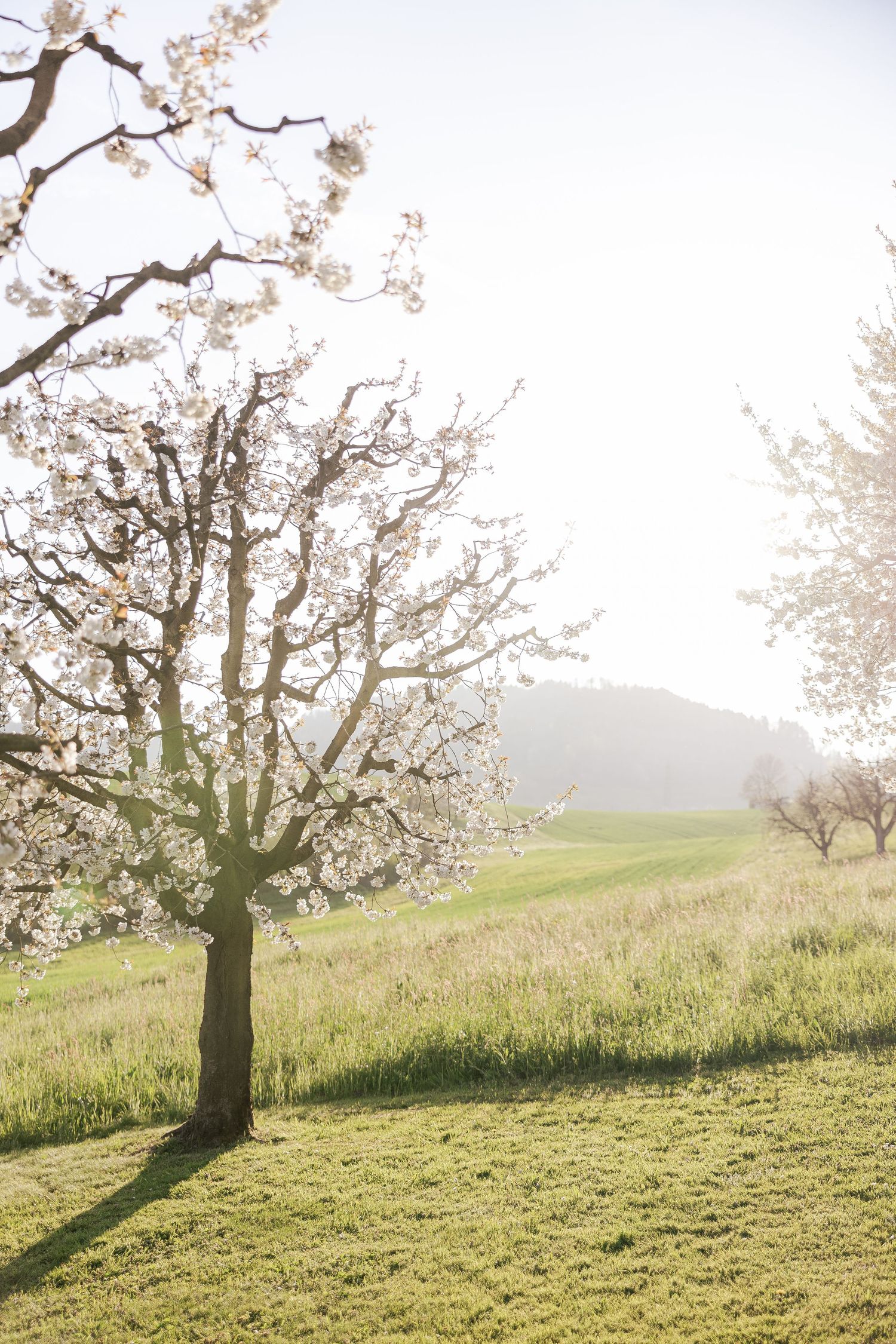 Cherry blossom trees bloom on a sunlit grassy hillside during springtime, casting long shadows across the meadow.
