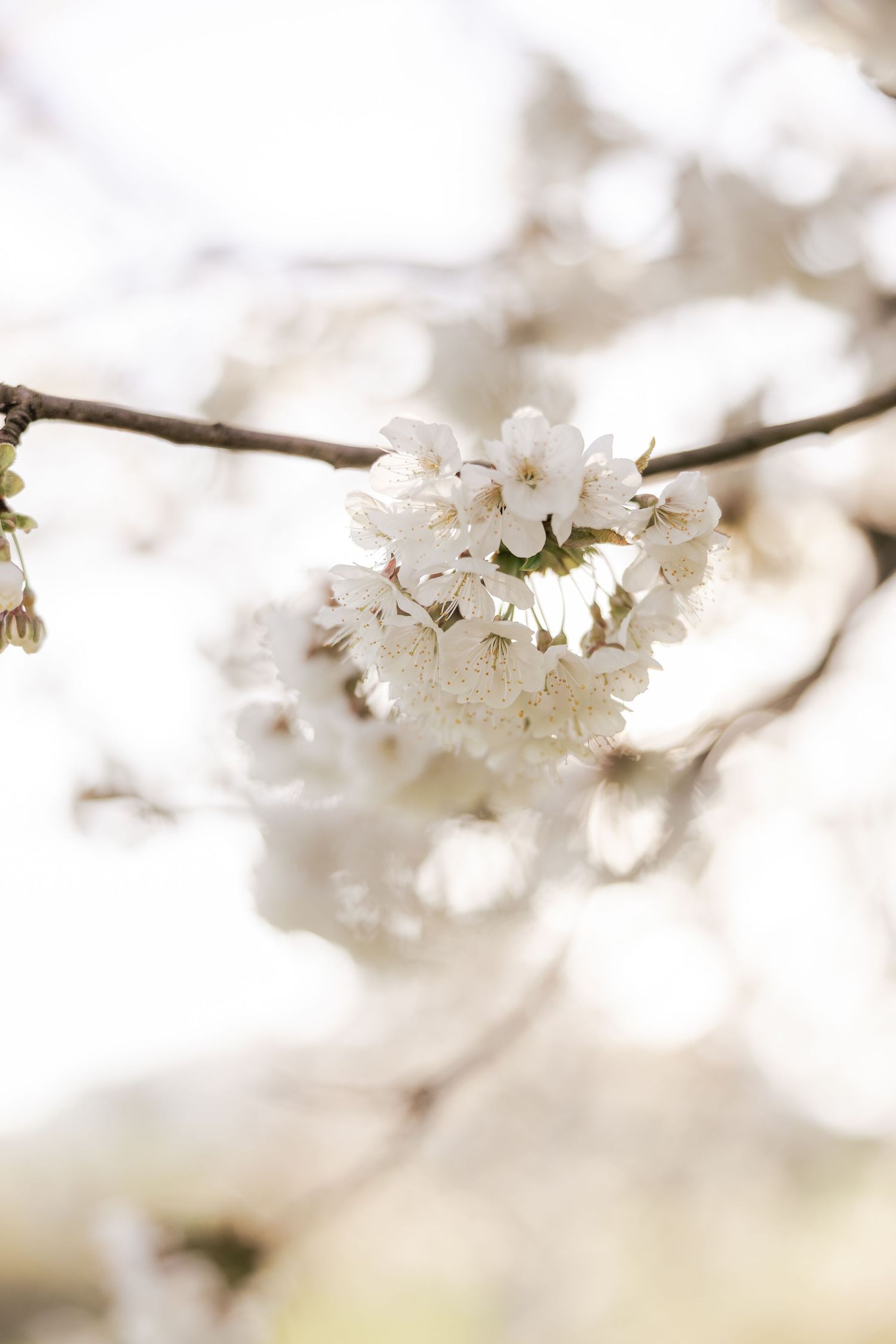 Delicate white cherry blossoms bloom on a branch against a soft, blurred background in springtime.