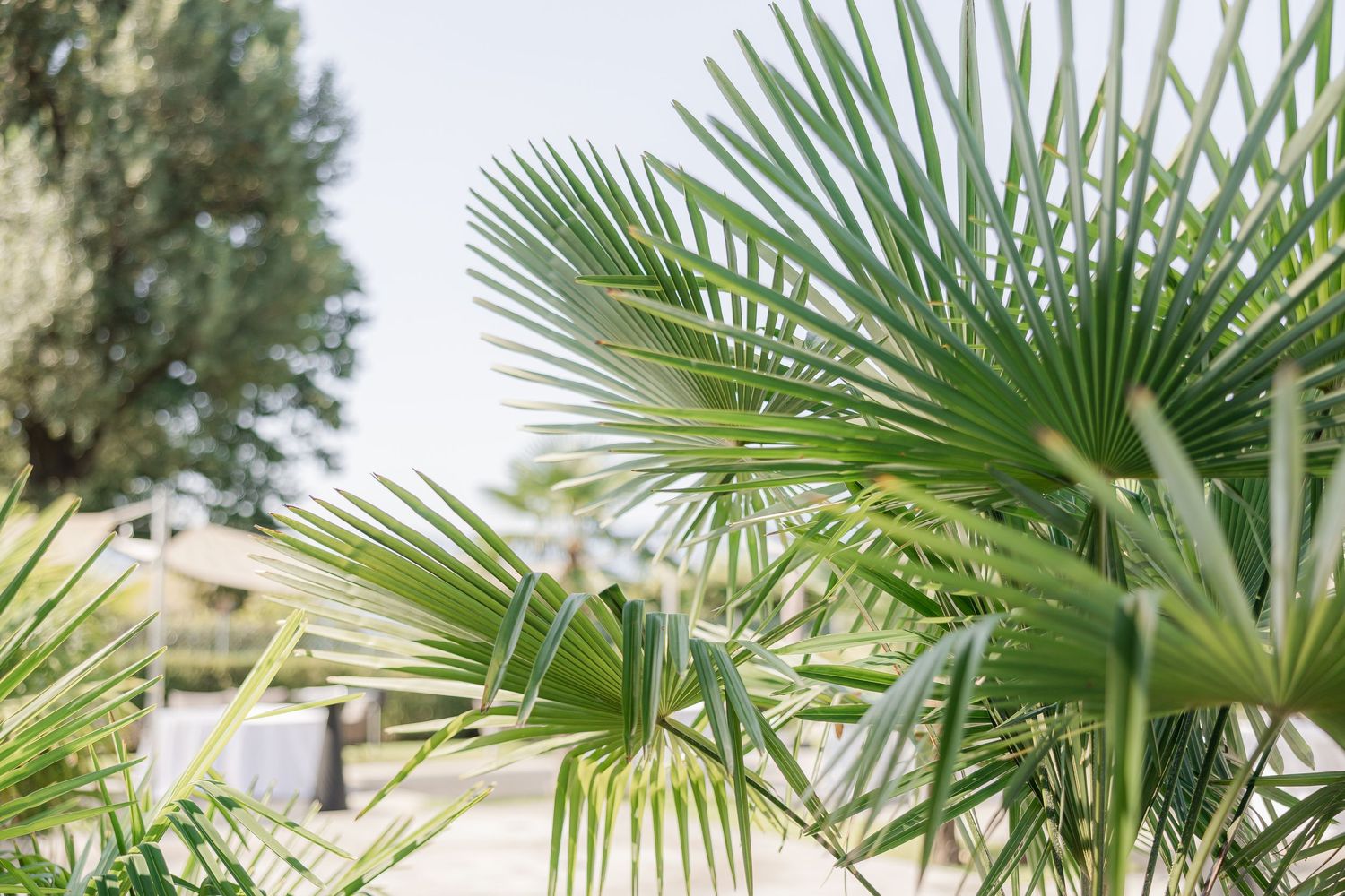 Vibrant green palm fronds stretch against a sunny blue sky creating a tropical outdoor ambiance.