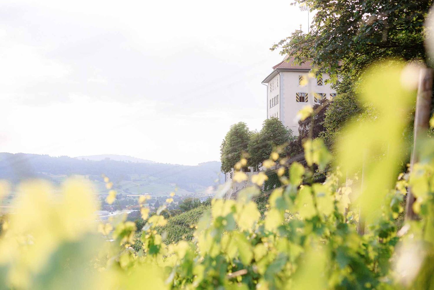 White building perched on hillside overlooking vineyard with yellow wildflowers in soft focus foreground.