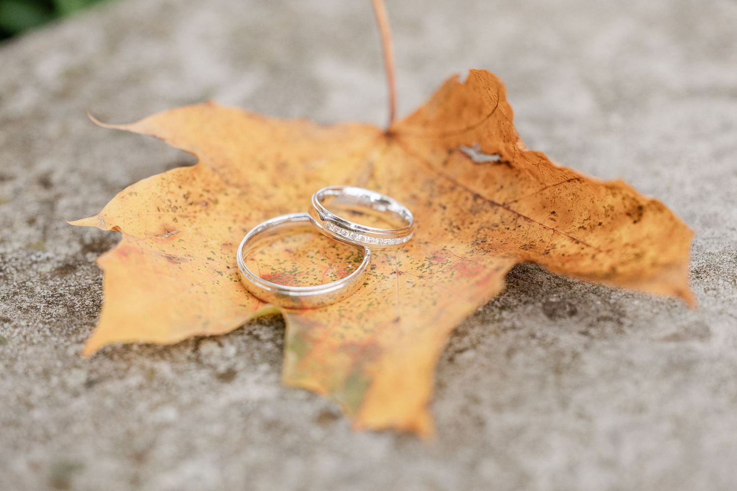 Wedding rings placed on autumn maple leaves create a romantic seasonal photo composition.