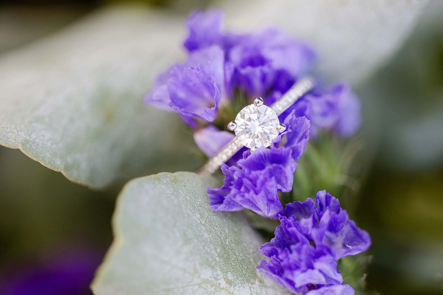 Diamond solitaire engagement ring resting on purple statice flowers and silver sage leaves.