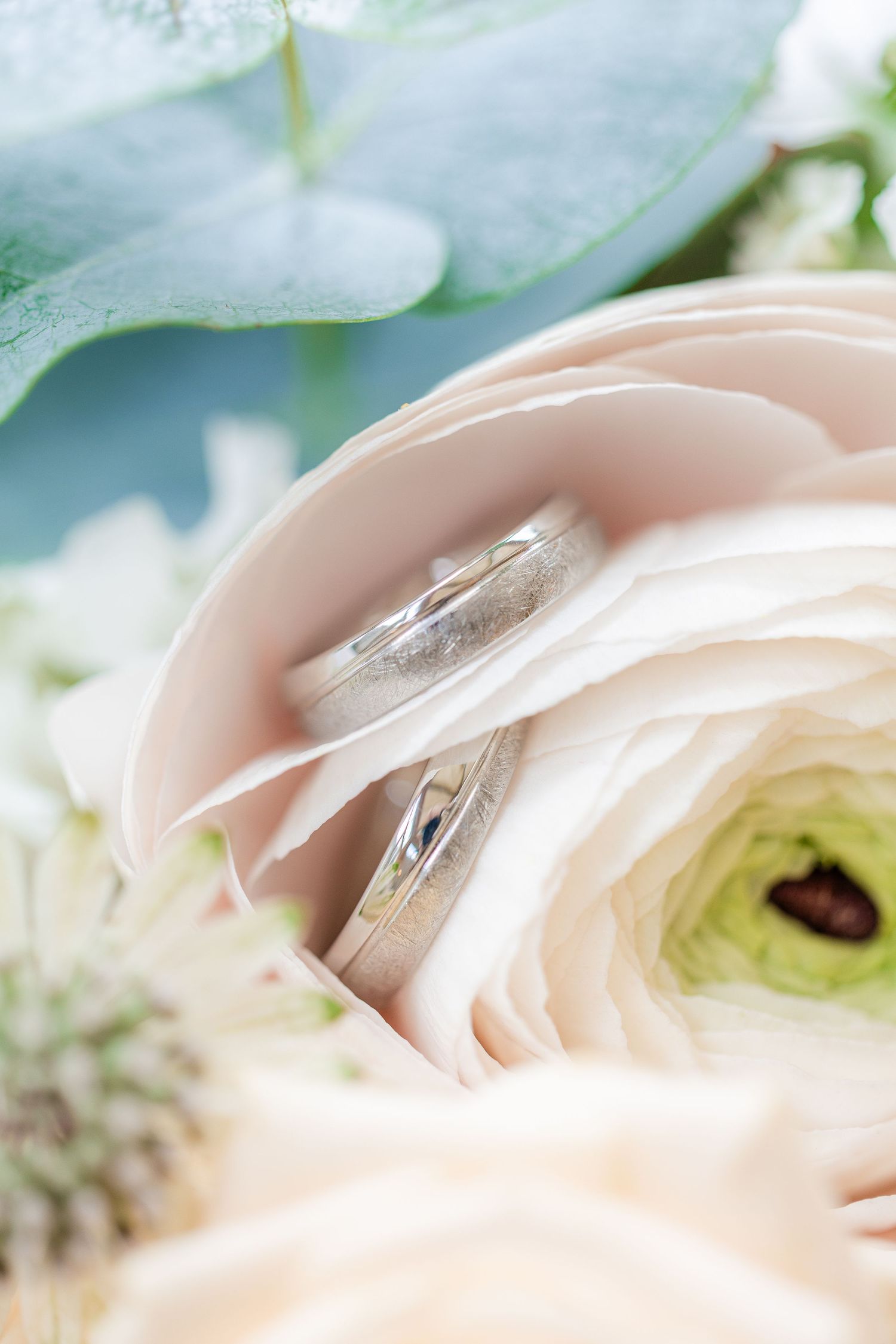Two silver wedding bands nestled in soft pink ranunculus flower petals with eucalyptus leaves in background.
