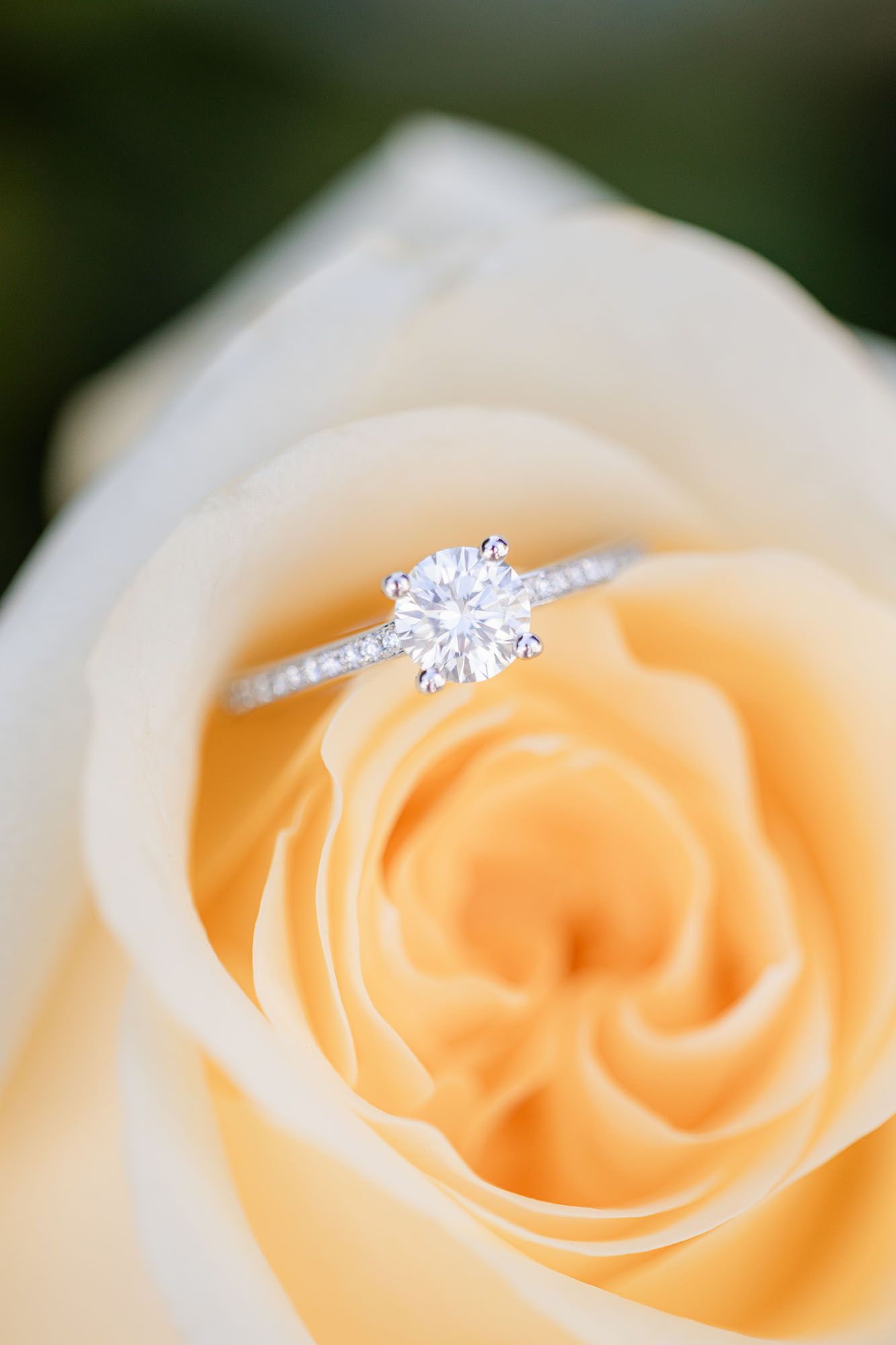 Diamond solitaire engagement ring with pavé band resting in a creamy peach rose bloom.